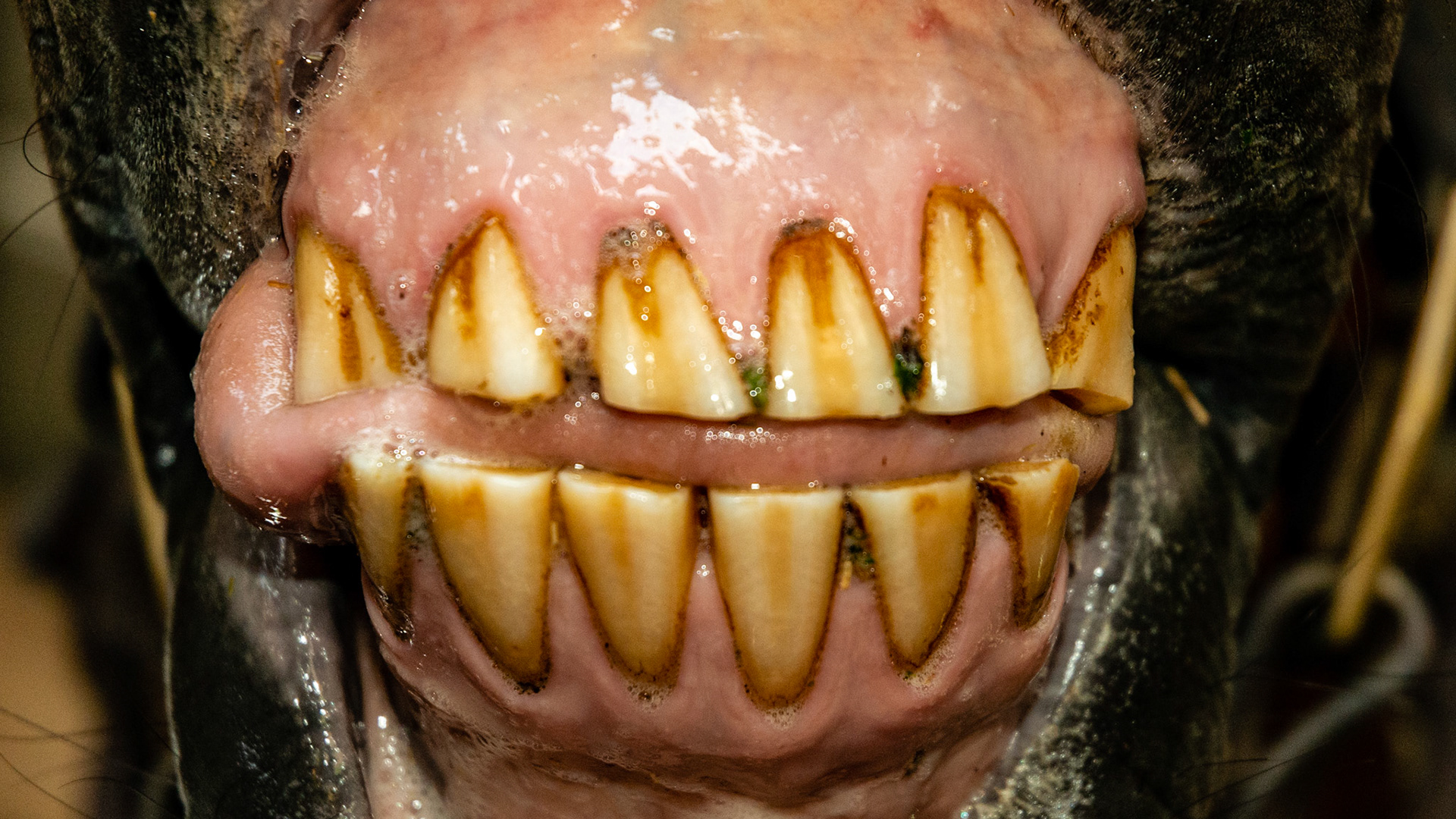 Horse B - 3/9/1994 = 19yr 3mo - Bells palsy - tongue protrudes on right side and teeth are slightly out of alignment.