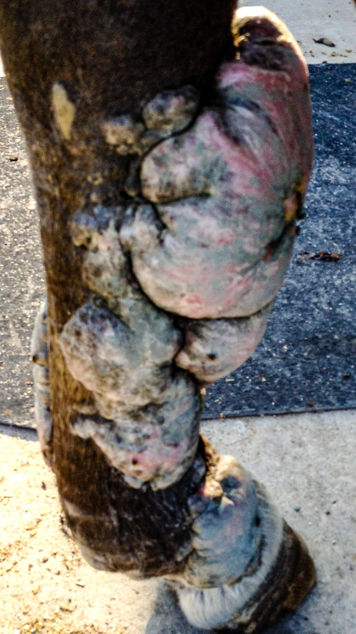 This severe leg neoplasia was self treated and also advised upon by several vets.  When I saw it I referred this to a pathologist vet who performed a biopsy confirming a locally invasive growth or neoplasia.  With no known treatment the owner elected to euthanize. I do not have the exact name of this neoplasia but it was not common.