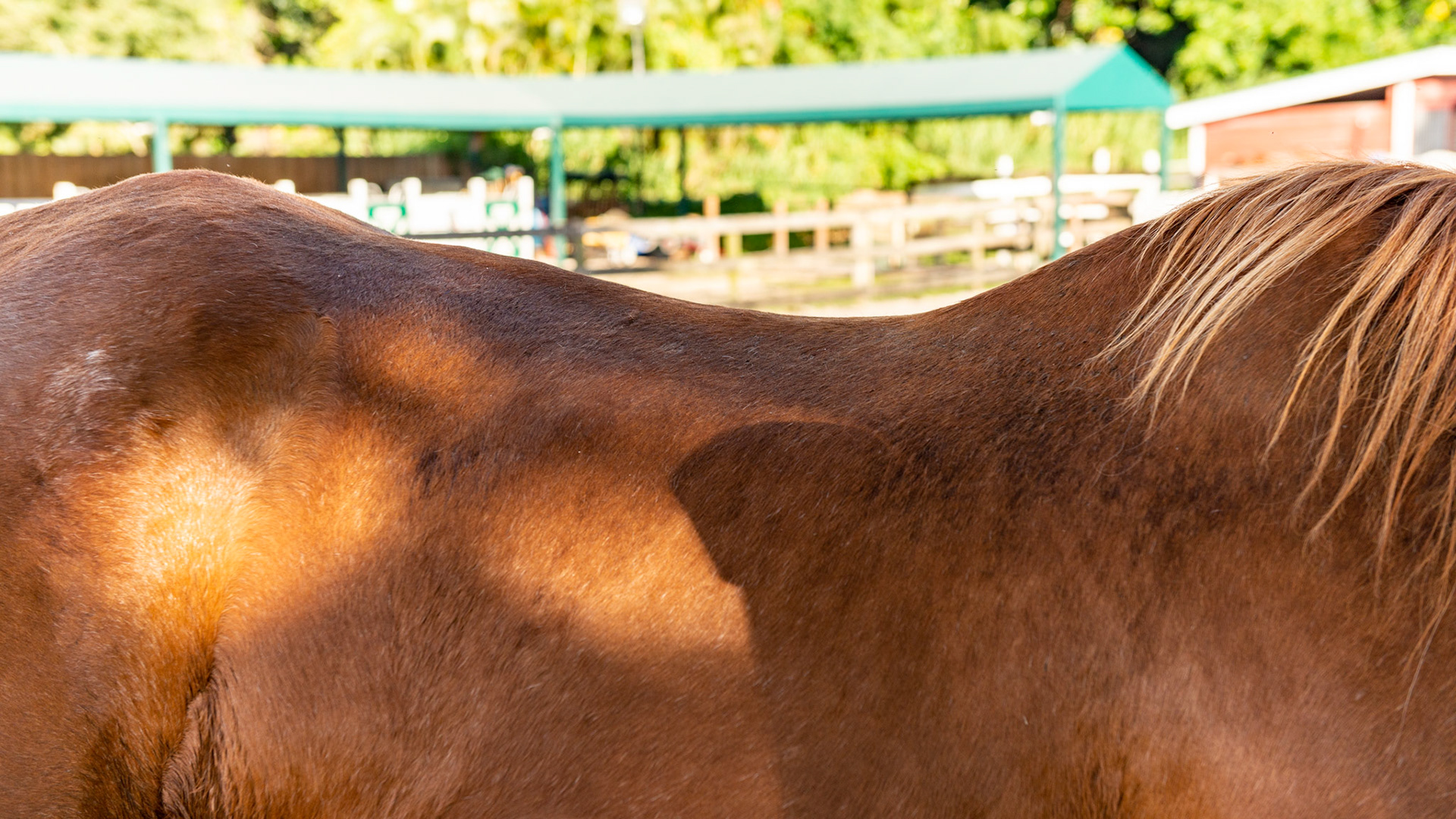 Top Line Score D = loss of musculature along the spine from the withers to the rump (croup).