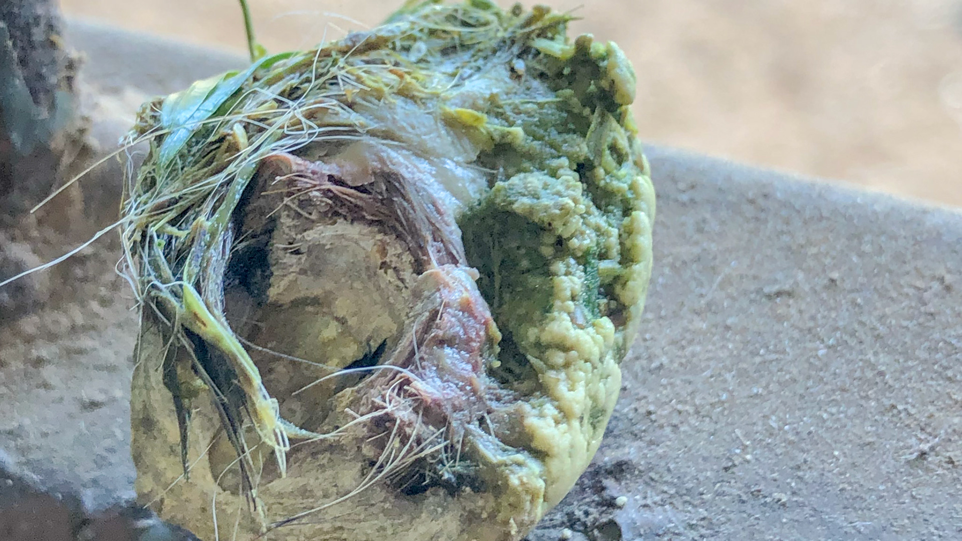 Tatter with trapped grass on 305 lower left canine.