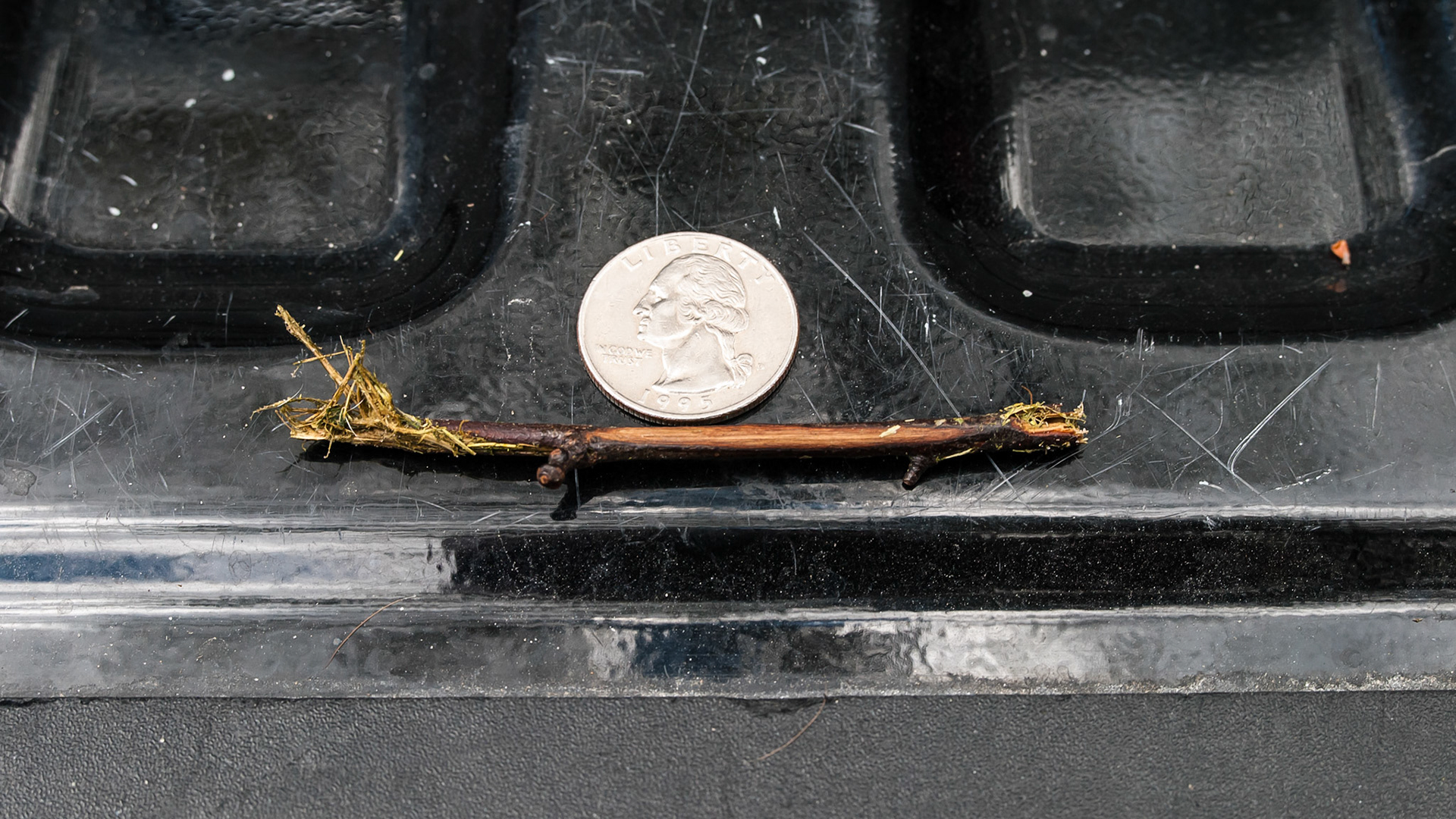 This twig was stuck across the palate of the horse which caused abnormal tongue movement and difficulty chewing.