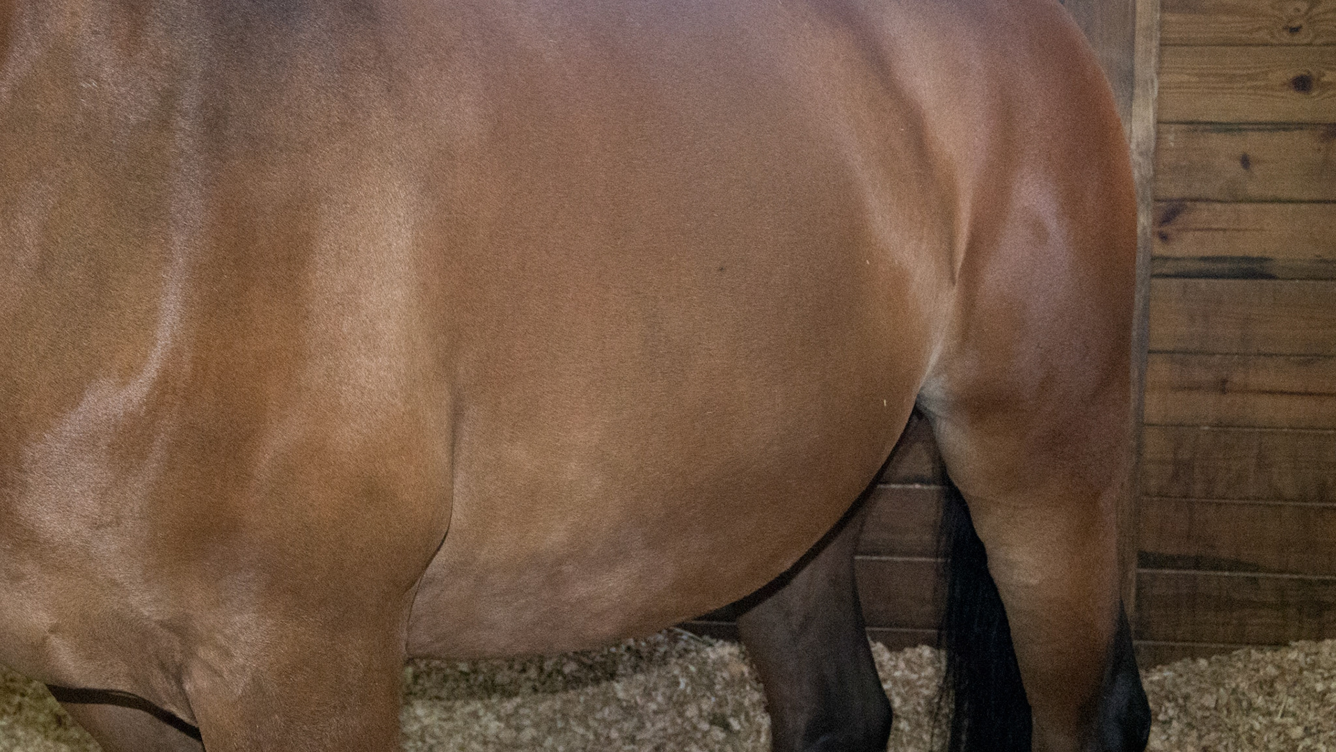 Horse I - Horse has BCS of 7 with angled incisors