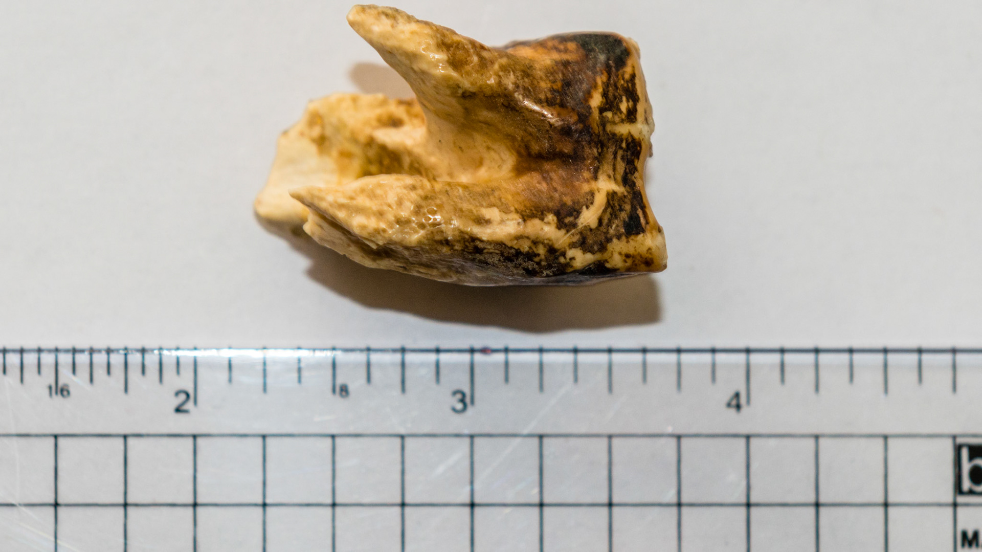 Several views of an end stage cheek tooth.  This tooth was extracted by hand and was more of an annoyance to the horse than painful.