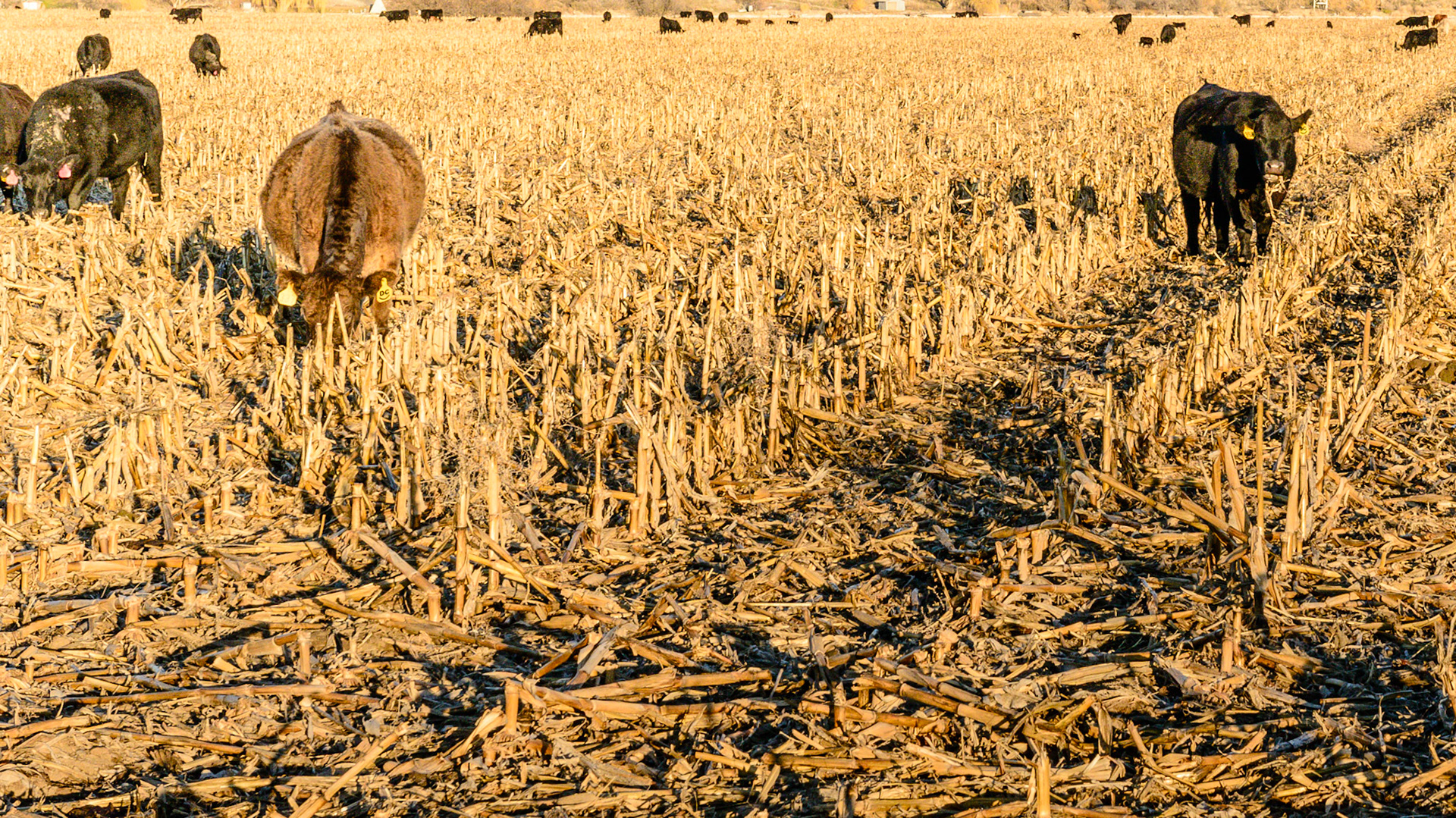 Cattle graze on corn stalks which are part lignan. Horses cannot digest this form of structural carbohydrates but the ruminants can.