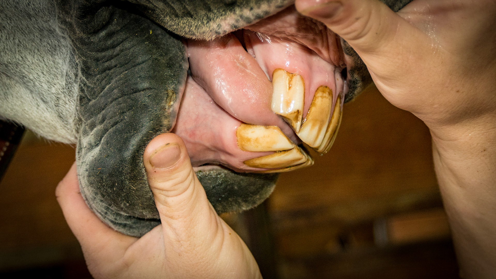 3/13/2000 = 13yr 2mo WB G - Horse A -  relaxed incisors in a natural position