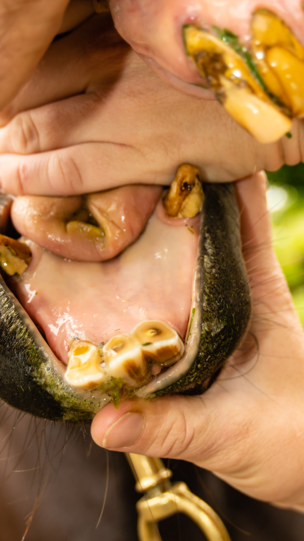 EOTRH horse 7 - 27 years old