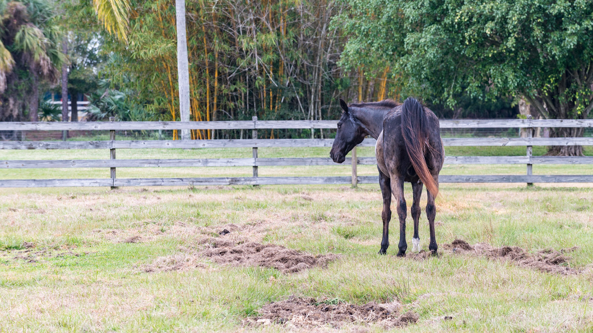 24/25 - With her standing off to the right, he marks his territory by dropping manure.