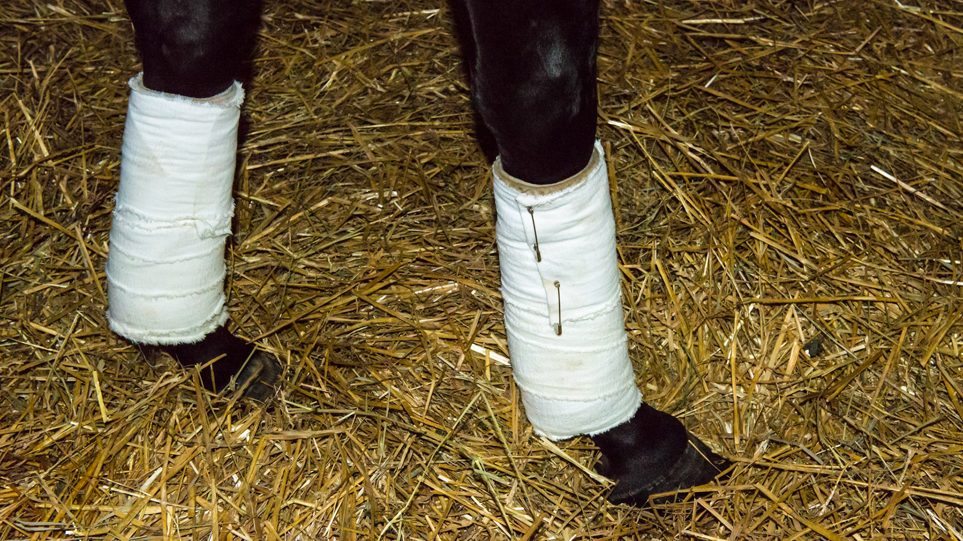 Standing wraps using flannels and safety pins at a TB race track. This is a very traditional way to wrap a leg.