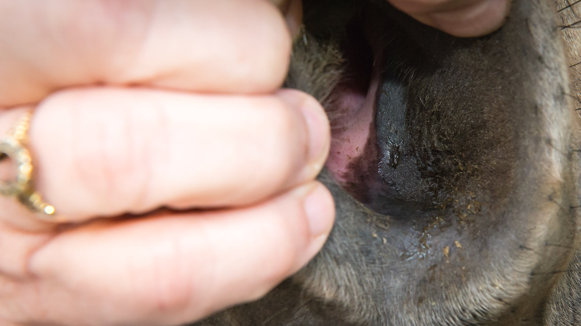 Horse J - The nasolacrimal ducts 12 hours after receiving the ophthalmic steroid ointment.  The tear overflow from the lower lids has diminished and there is a little moisture at the duct opening.  The medial canthus (corner) of the right eye also looks less inflamed.