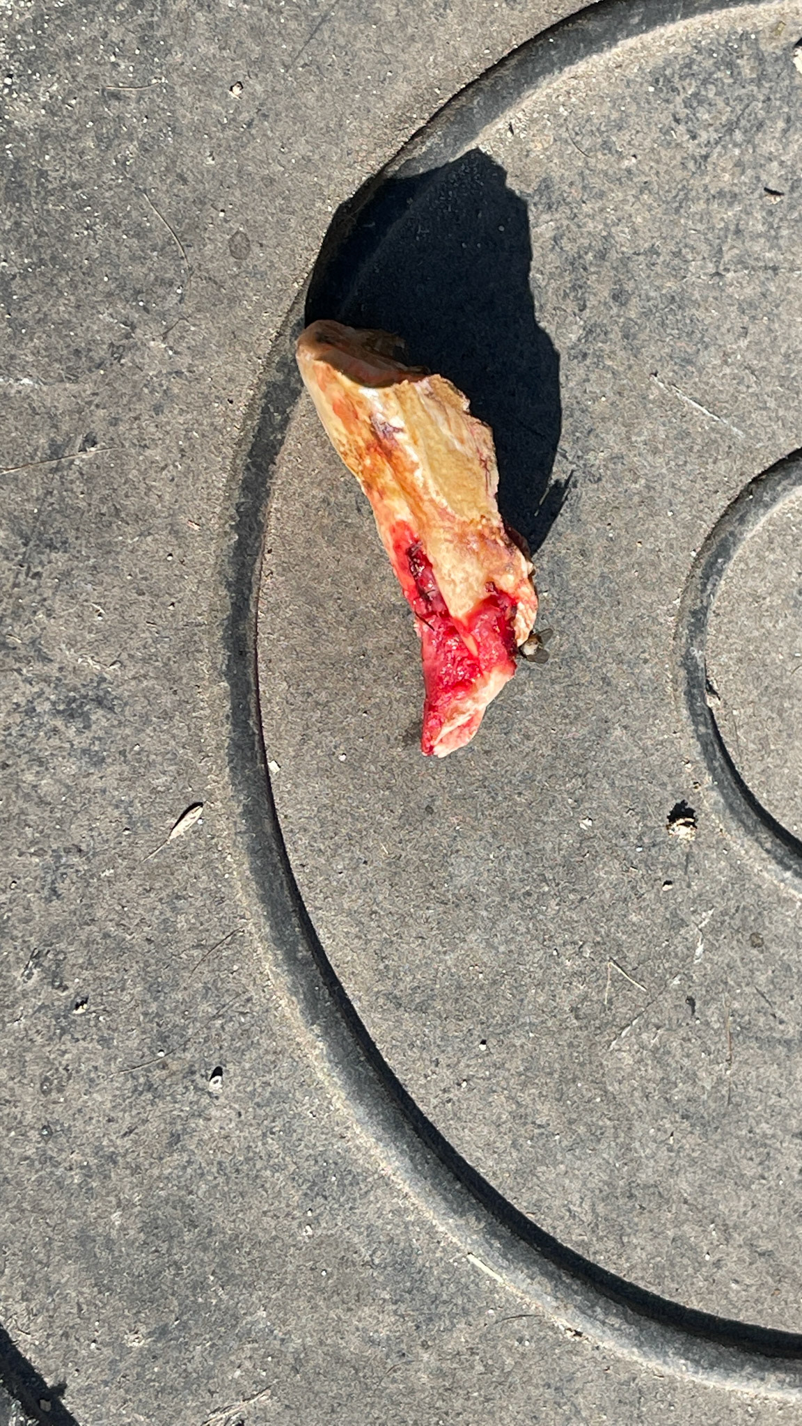 Saggital cheek tooth fracture. Notice the bent root. This one was fractured for a while and was hard to remove.