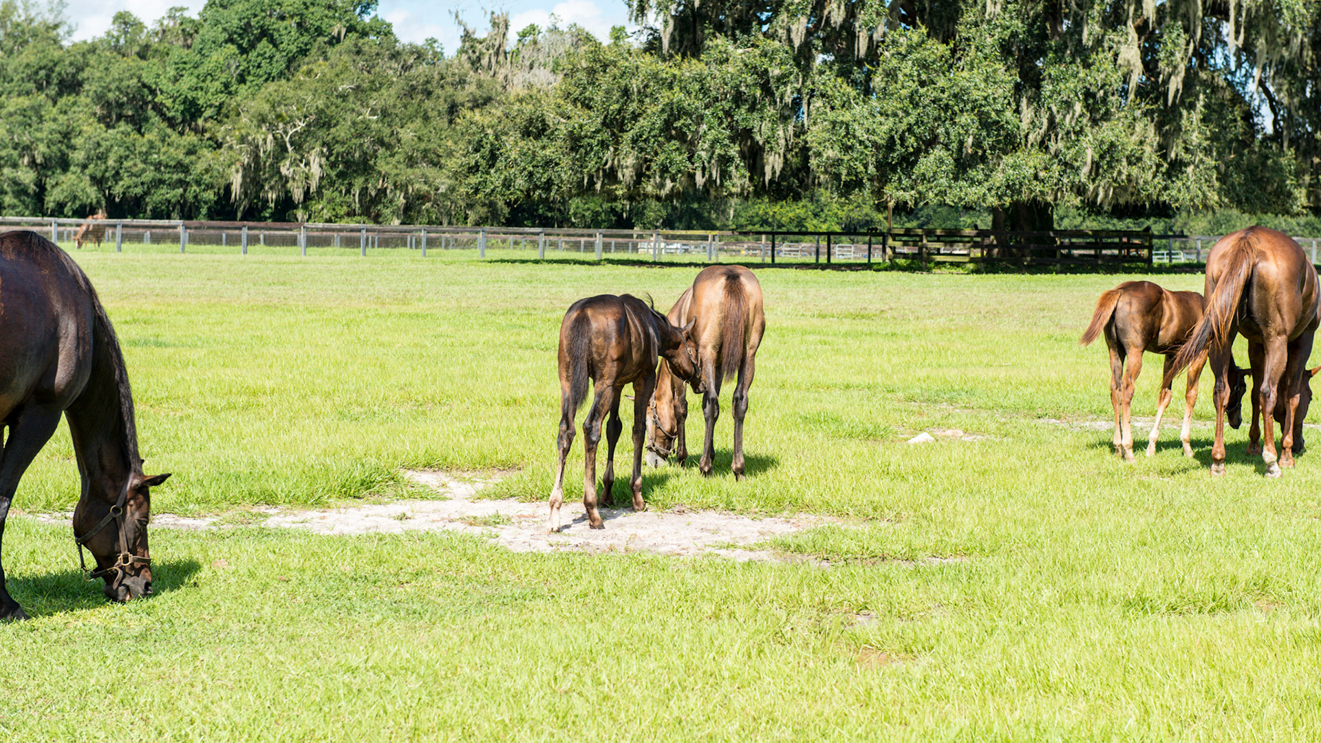 Foal A - 4 of 7 - The young foal continues to bother the older foal but his Mom approaches from the left.