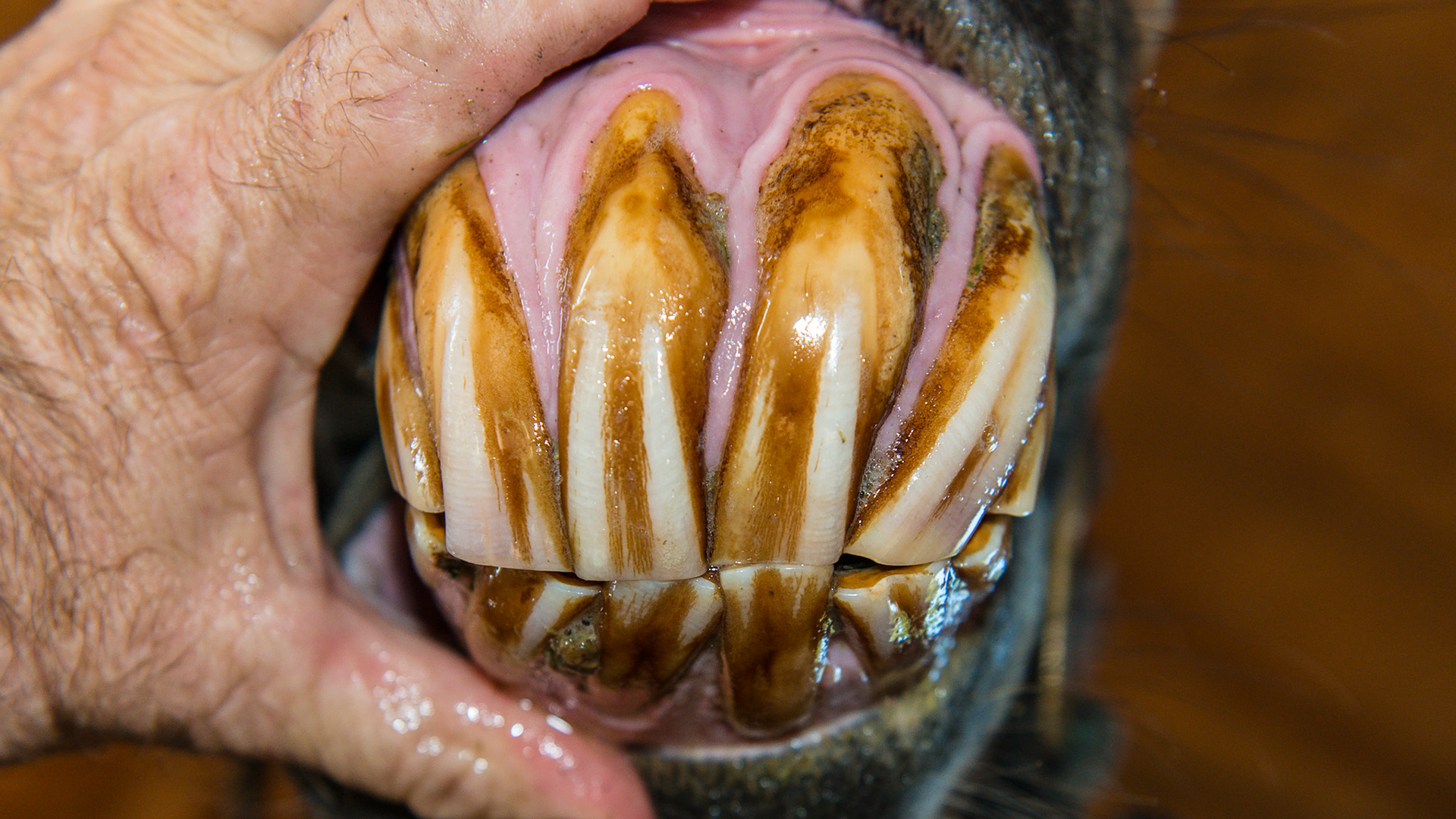 EOTRH horse 4 - Follow-up on this horse about 2 years after the 1st set of images shows the progression of this disease. Interestingly, but probably unrelated, is this horse's extreme sensitivity to floating the mandibular cheek teeth, especially 306 requiring medication and difficulty chewing for 12+ hrs. Receding gum lines.