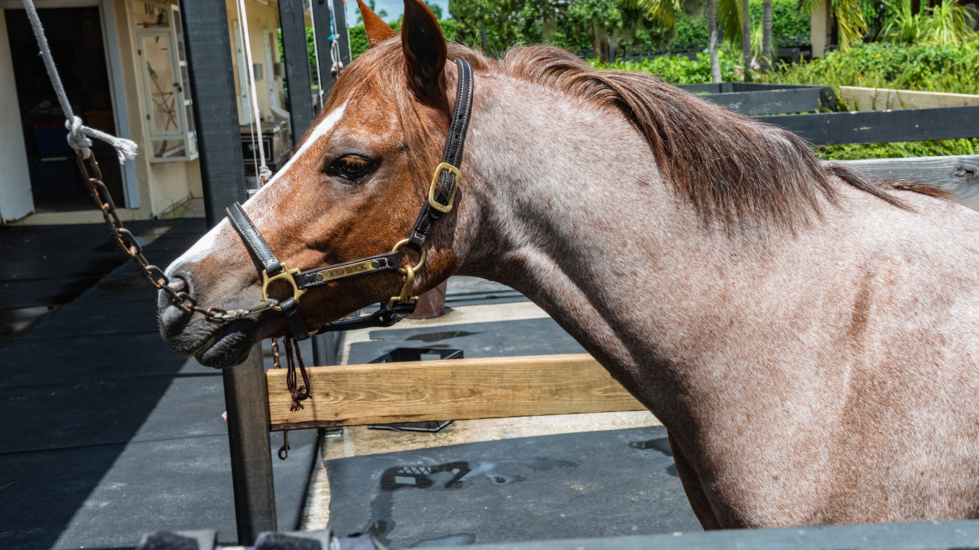 Red roan or Strawberry roan - Solid colored head with white hairs over the chestnut body.  Does not become progressively gray