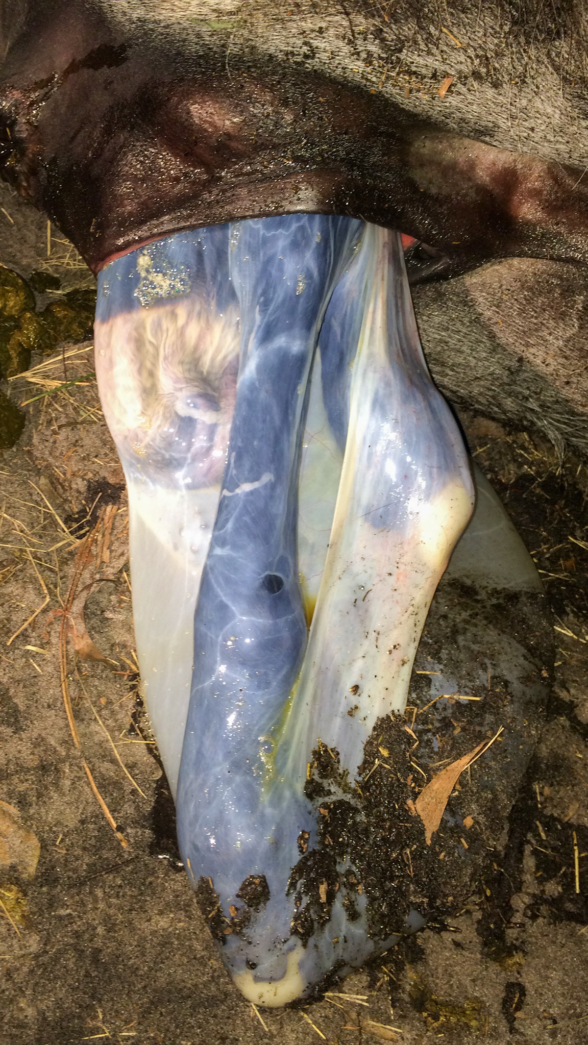 15/29 - Donkey birth - It is normal to have one limb be more forward than the other limb as this decreases the circumference of the foal. However, if the limb that is not as far forward gets too far back then there is a possibility of elbow lock.See the video on elbow lock.  The foal will become stuck in the birth canal and the mare might get up and down to reposition the foal to release the lock.  Alternatively you can wait for a contraction to stop and them press the foal with one hand on its head back into the mare while simultaneously pulling the limb that is locked forward to be more like the one further out.  You can feel this release.  Your job is done and you can leave the stall.