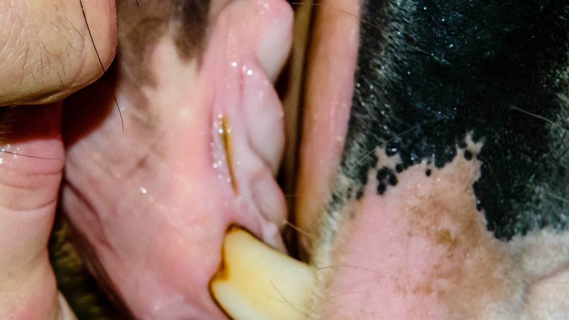 A thin healing cut along the bar.