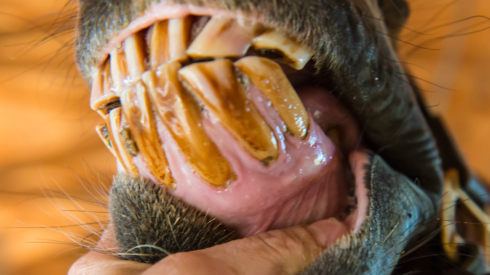EOTRH horse 4 - Follow-up on this horse about 2 years after the 1st set of images shows the progression of this disease. Interestingly, but probably unrelated, is this horse's extreme sensitivity to floating the mandibular cheek teeth, especially 306 requiring medication and difficulty chewing for 12+ hrs. Receding gum lines.
