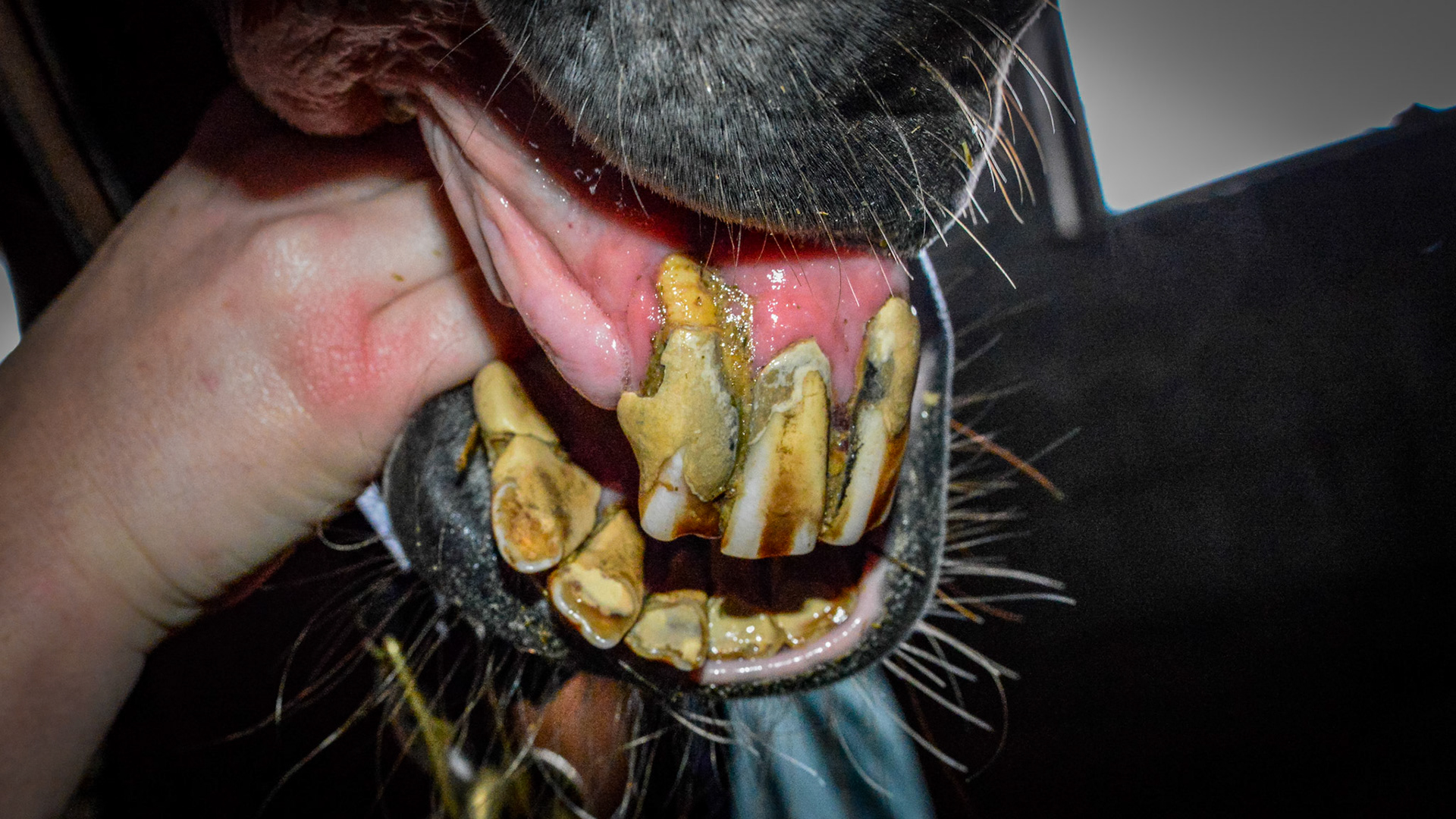 ETORH horse 5 - with loose, painful, &amp; necrotic incisors. Excessive tartar due to tongue not moving over the painful teeth.