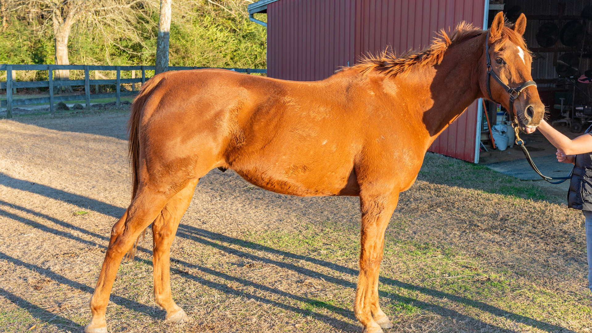 ETORH horse 5 - 1 year after extractions - BCS is a 6. Gums are very healthy. Remaining 403 is solid and non-painful.