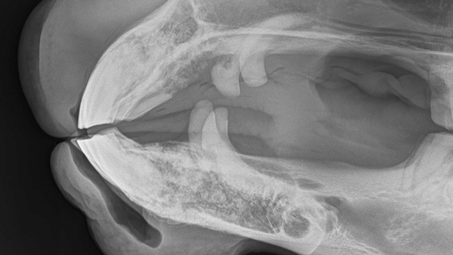 A radiograph (X-ray) of the canines and incisor teeth in a horse with EOTRH. Note the lacy look of the bone where the teeth insert as well as the enlargement of the tooth roots as they struggle to hang on.