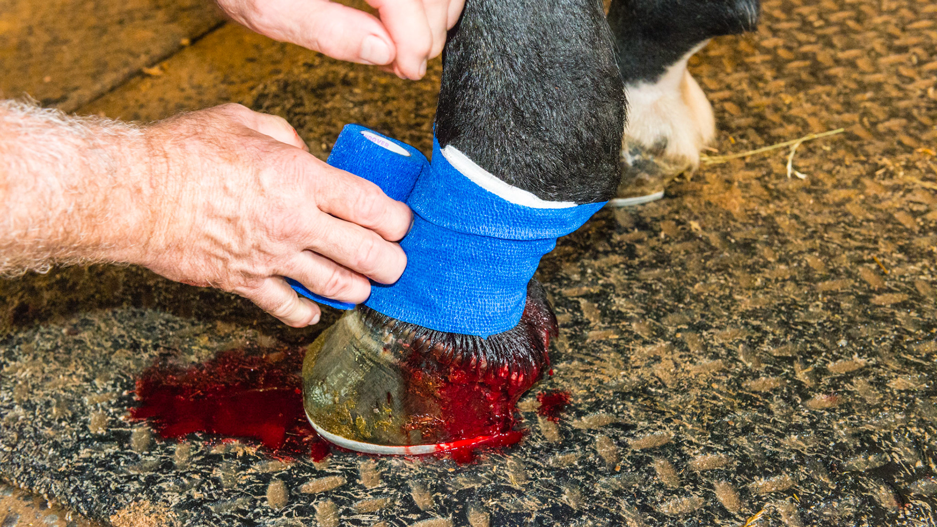 The sequence of wrapping the proud flesh wound: 2 of 4 - the bandage is applied with enough tension to keep the underlying gauze and non-stick pad in place and to keep pressure on the wound.