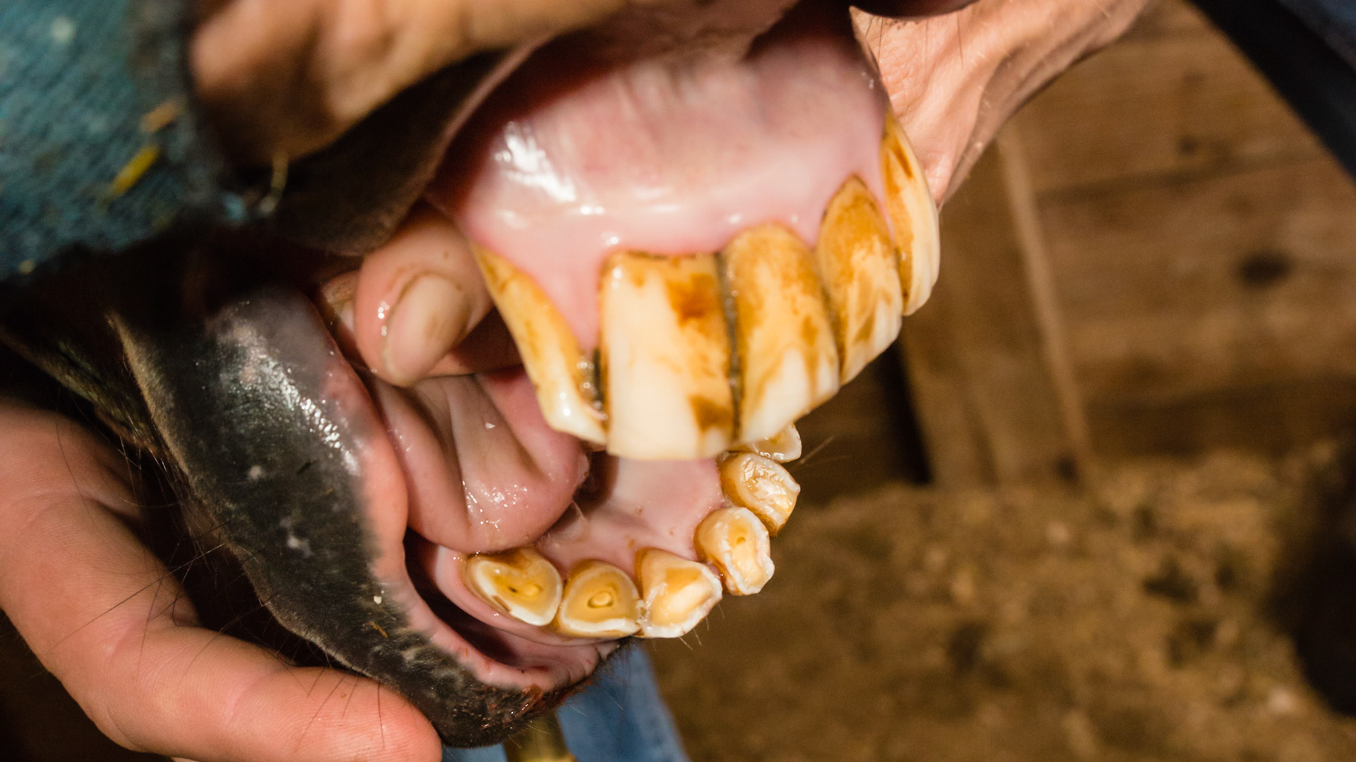 Horse B - Underbite in a Mini affecting only the 301 &amp; 401 - AFTER cutting off excess. NOTE normal occlusal surfaces.