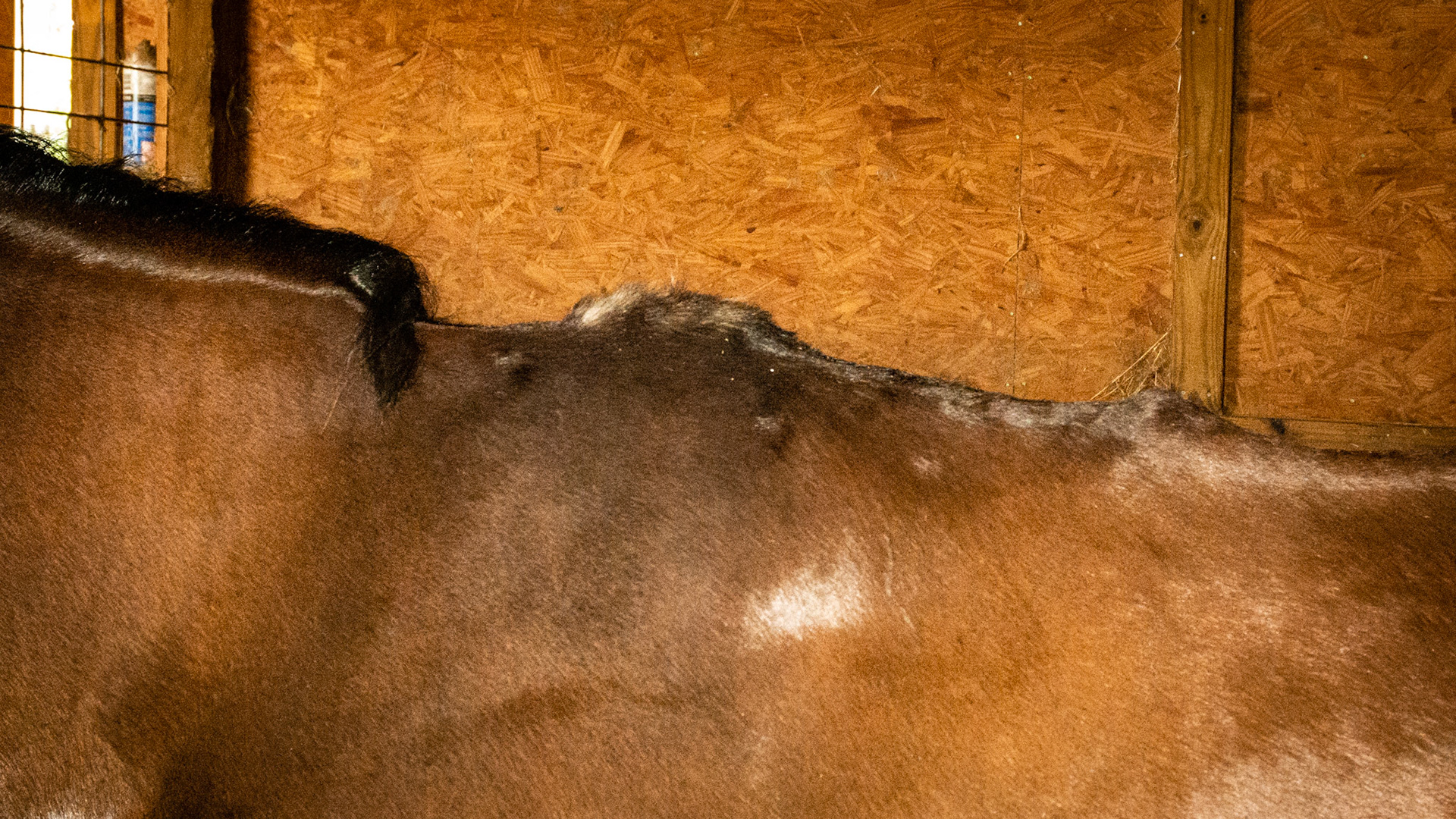 Infected withers as a yearling, now a 12 yr old, dorsal processes abscent at withers.