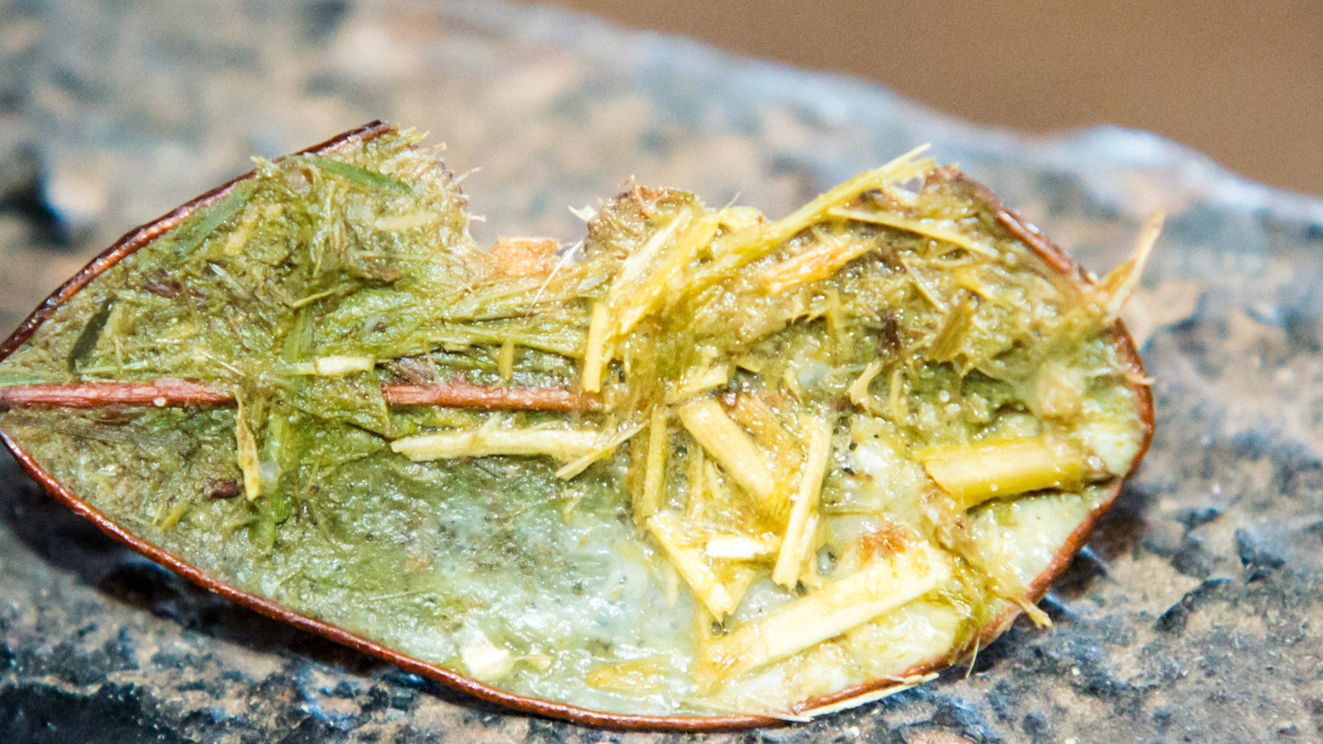 This leaf was found laying on the mandible just below #306 and 307. Apparently the horse could not remove it with his tongue. The green side is covered with fetid and fermenting feed and the underlying gum was painful and ulcerated.  The owner had not seen any signs and this was an incidental finding during a routine float.