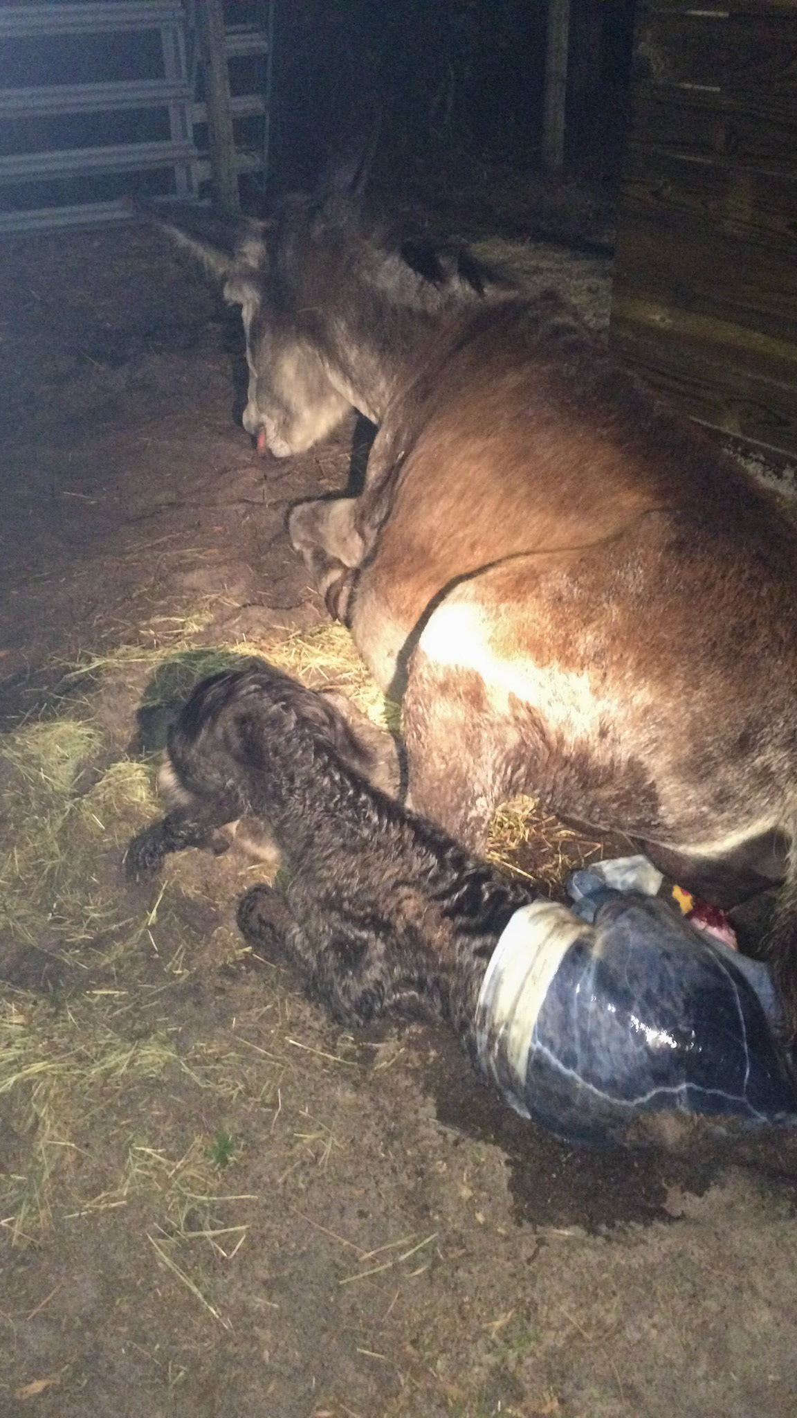 18/29 - Donkey birth - The mare remains quiet on her chest which is normal.  The foal is starting to struggle and in this struggle, his head will move towards the head of the mare.  This is VERY important because the mare will start to bond through licking and sucking the ears of the foal. DO NOT DISTURB!