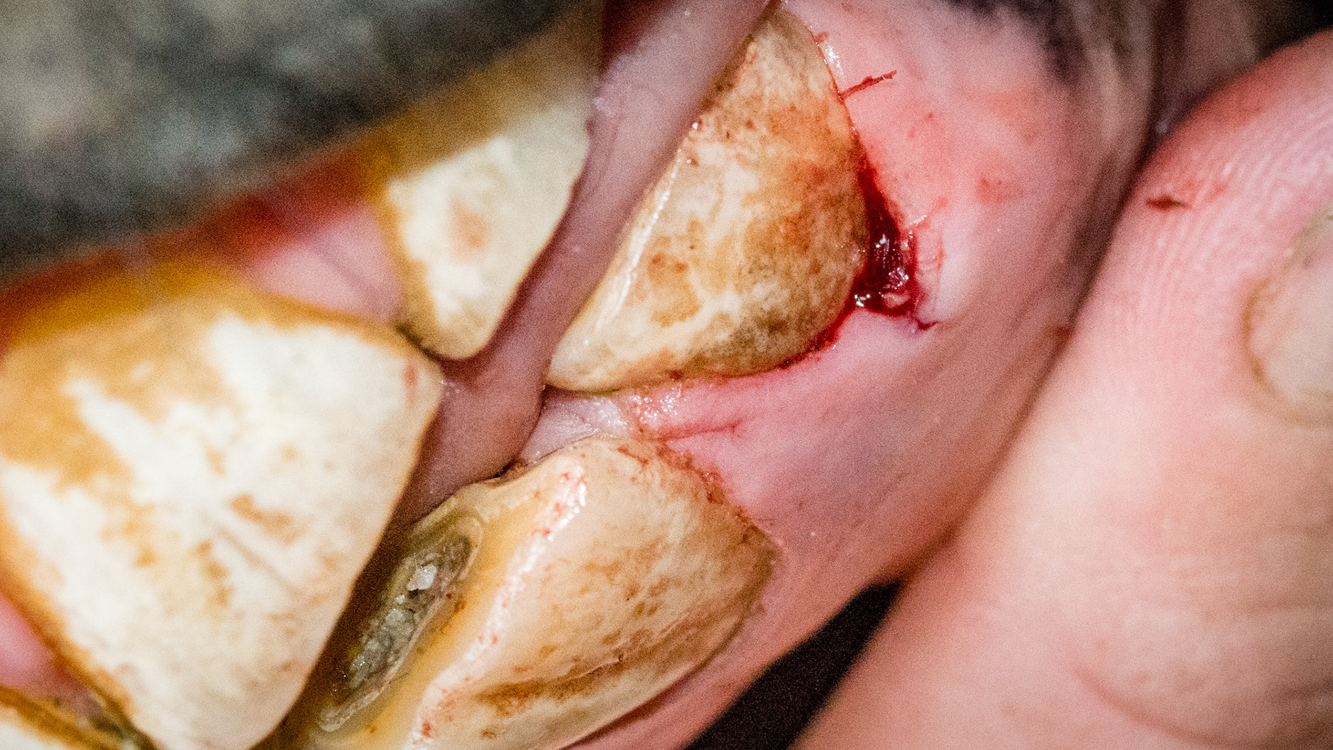 Incisor cap remnant horse 3