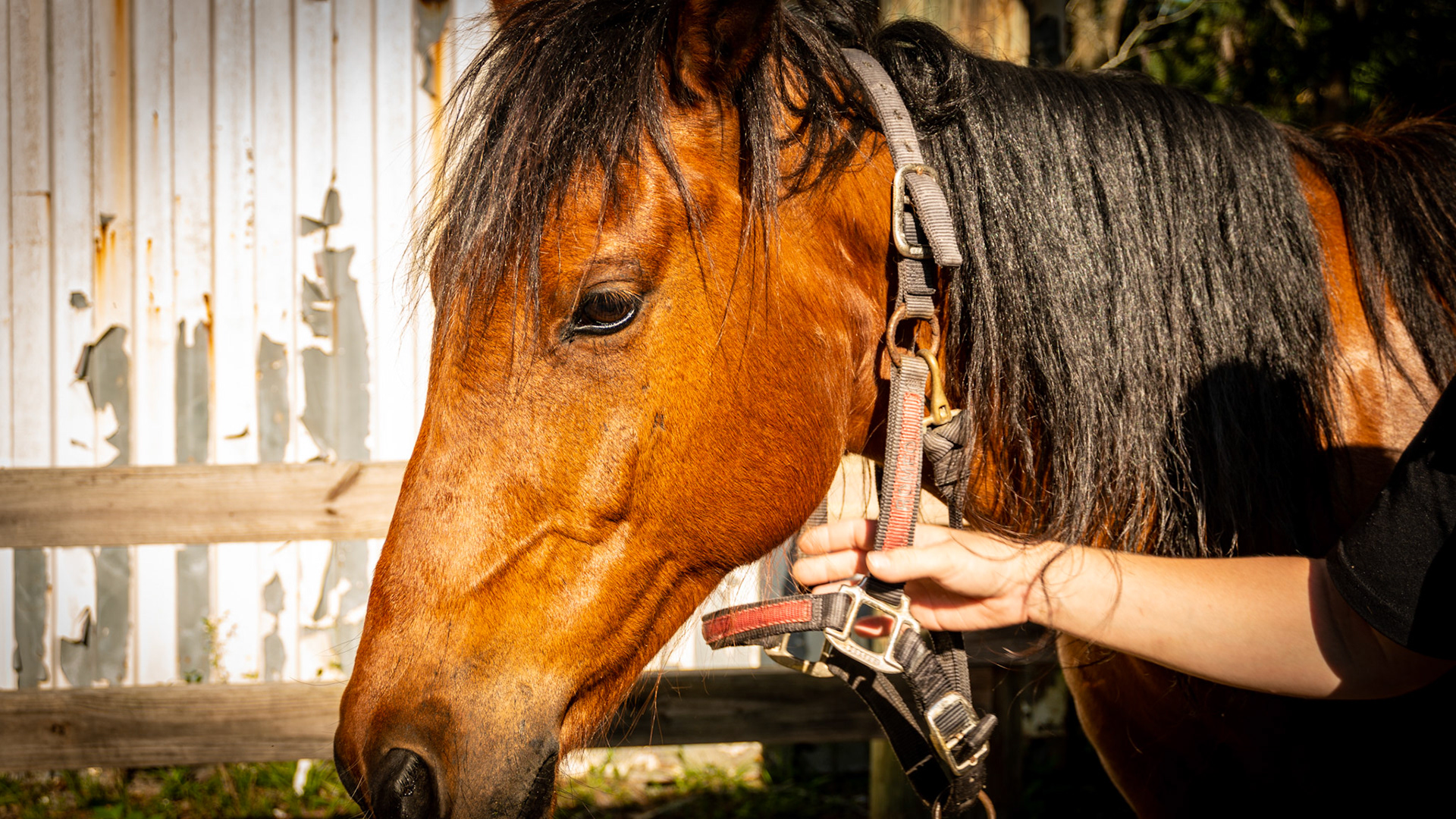 The right cheek muscle (masseter muscle) is atrophied (shrunken) and the horse is unable to open the mouth more than an inch and a half (3.5 to 4 cm).  The left cheek muscle appears normal.  This is usually due to trauma to the nerves causing the atrophy and then the scaring of the muscle preventing it from expanding allowing the mouth to open.