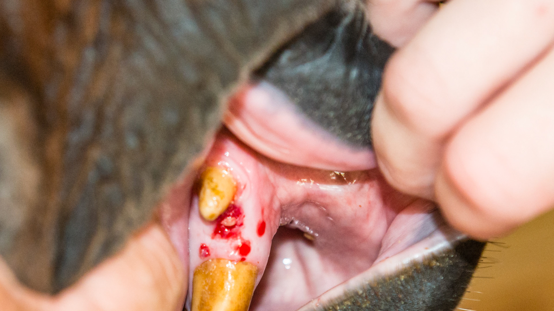 A tooth fragment rostral to 304 with gum irritation. Removing using the wolf tooth elevator. 3 of 3 - ready to come out.