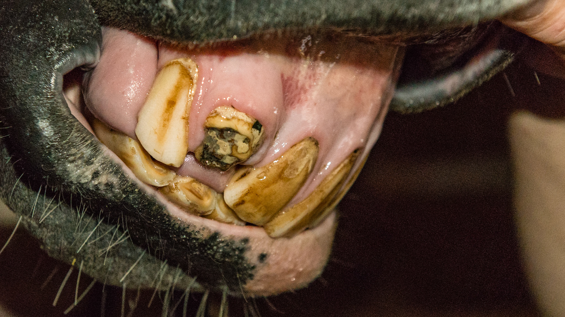 Horse B - 18 yr old with old trauma - missing 101, broken 102, and lip neuro deficit and #402 slightly over-erupted with tongue ware on front edge.