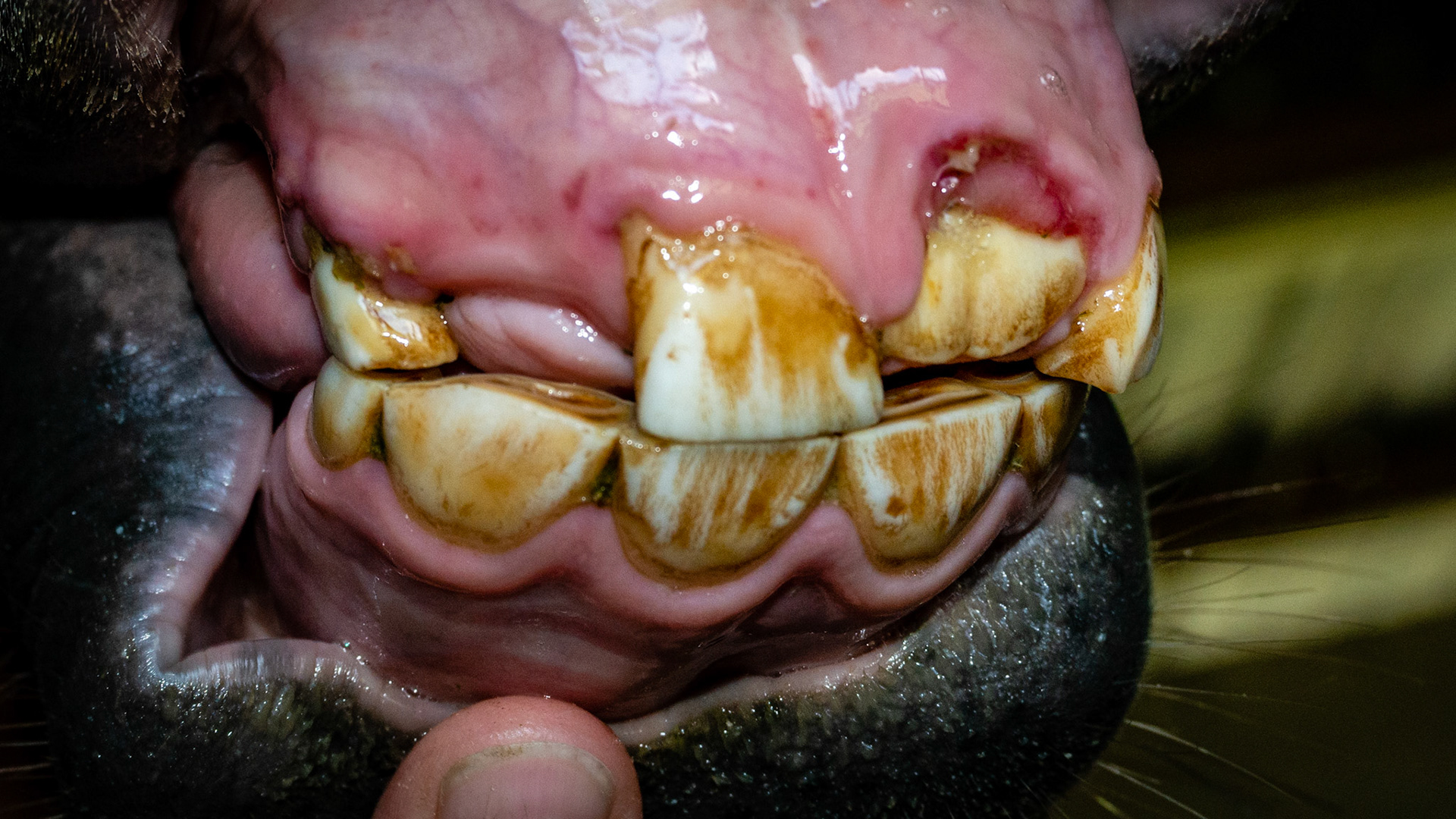 Incisor cap remnant horse 1 -  2 small cap remnants: specks at 201 and rostral 103
