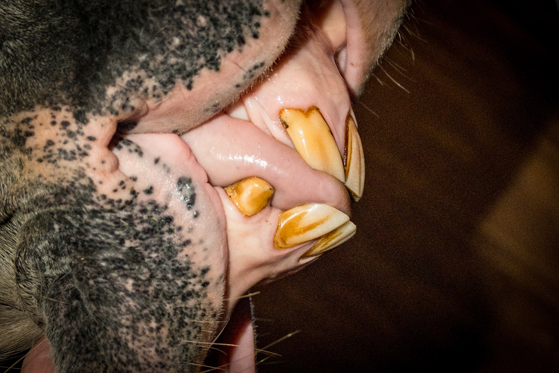 22yr - Horse with relaxed incisors in a natural position