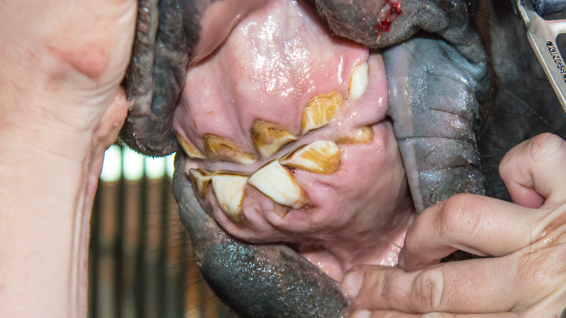 Underbite of a 4 yr old Percheron mare. Also the incisors are misaligned and there is bunching of the gum tissue around the lower incisors caused by the tongue's movement. This movement is also causing a clean labial surface and a thinning of the labial enamel.