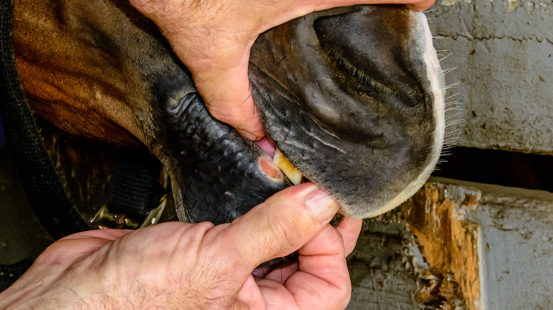 An ulcerated lip from rubbing on the upper corner incisor.