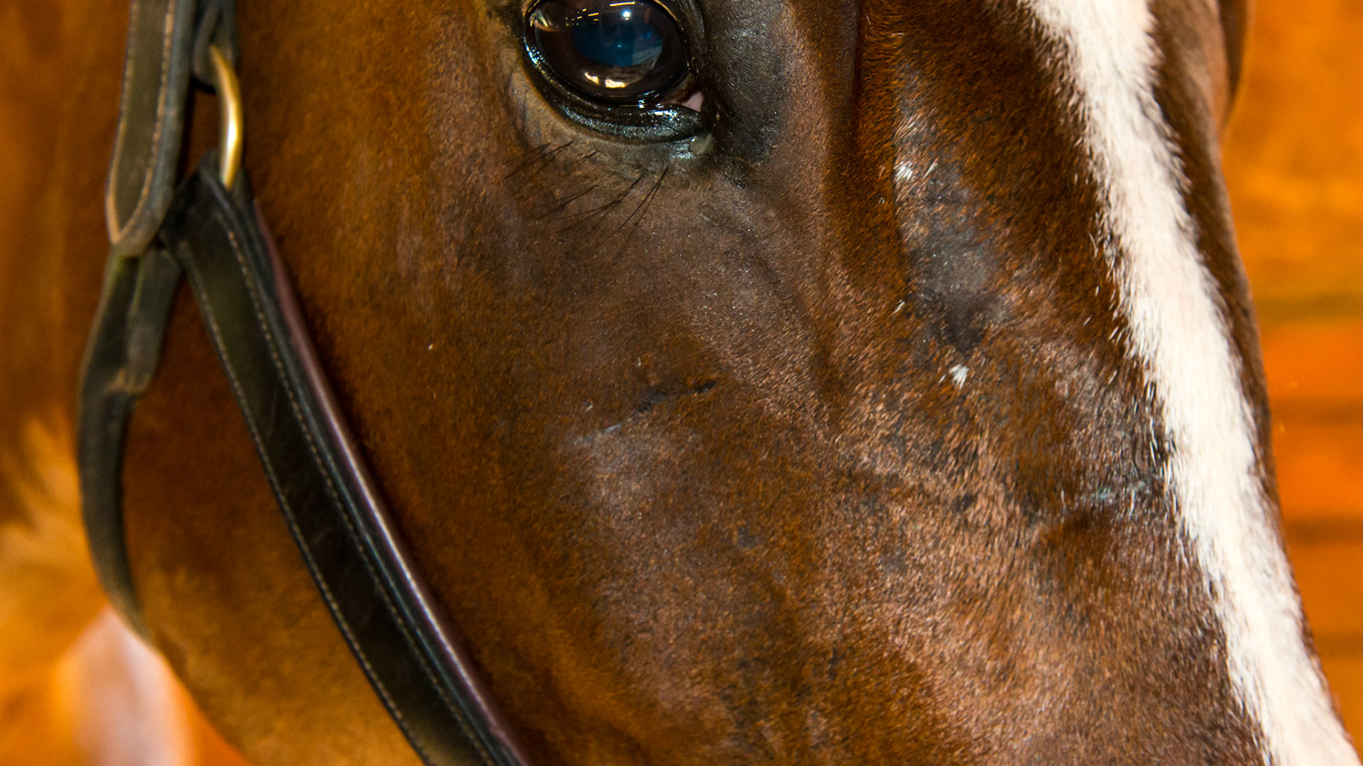 Tooth extraction #109 performed about 2 years ago.