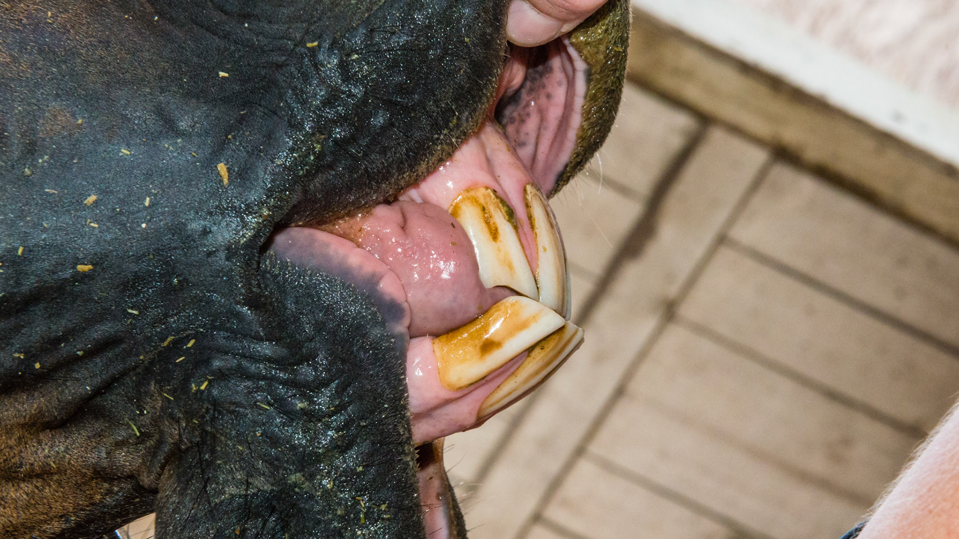 Chewing motion horse 2 - 15 yr old TB with loss of right masseter muscle for over 10 years and atrophy of the left masseter muscle. See movie. Jaw has a limited range of opening, is painful to open wide, and is maxed in the picture of the opened mouth. Her right arcades are always sharper. Her left arcade is sheared with an acute occlusal angle, and tarter accumulates along the upper left arcade.