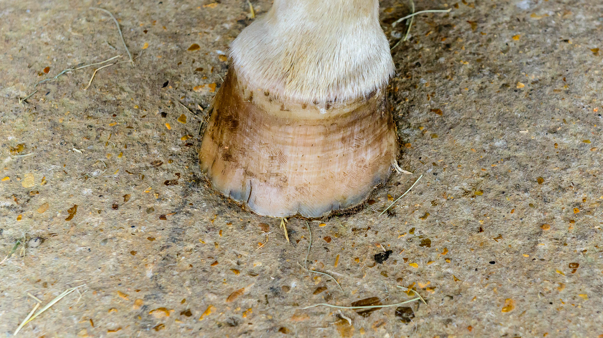 Poor hoof condition includes deformed hoof walls, splayed sides, cracked walls, cracked surfaces and edges, multiple rings and shifted lamellae and tubules. To me the cause comes from a chronic protein deficiency because the hoof is all protein (keratin) with 24% consisting of the one amino acid cystine with its unique disulfide bonds.  These bonds give strength to the hoof eliminating these signs of deficiency once added to the diet for a year. See the associated blogs.
