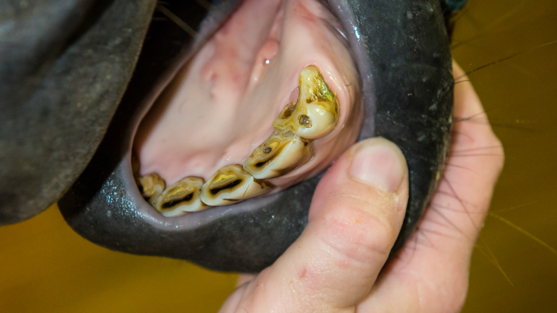 #303 malformed in this 4 yr old Morgan G