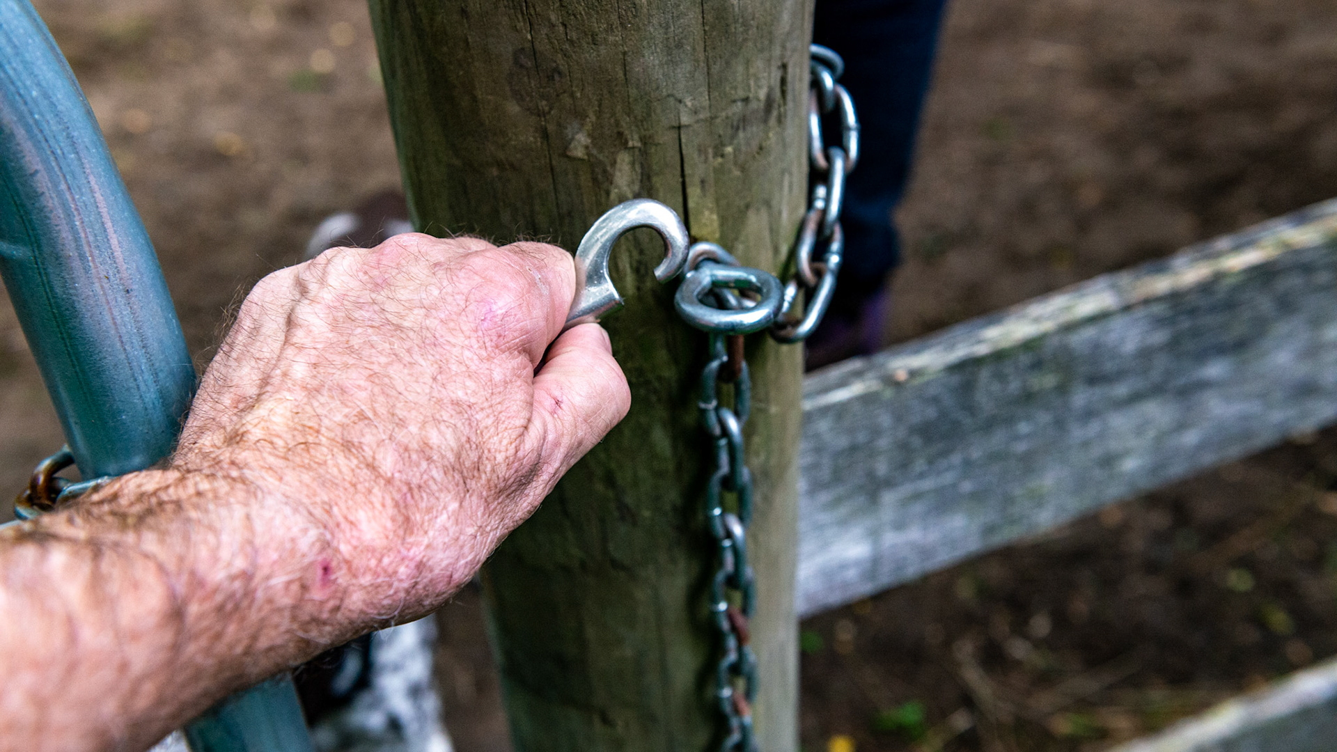 2 of 3 - This is the chain latch for the gate.  I use my free hand to bring the free end up to the screw eye to close the chain latch.