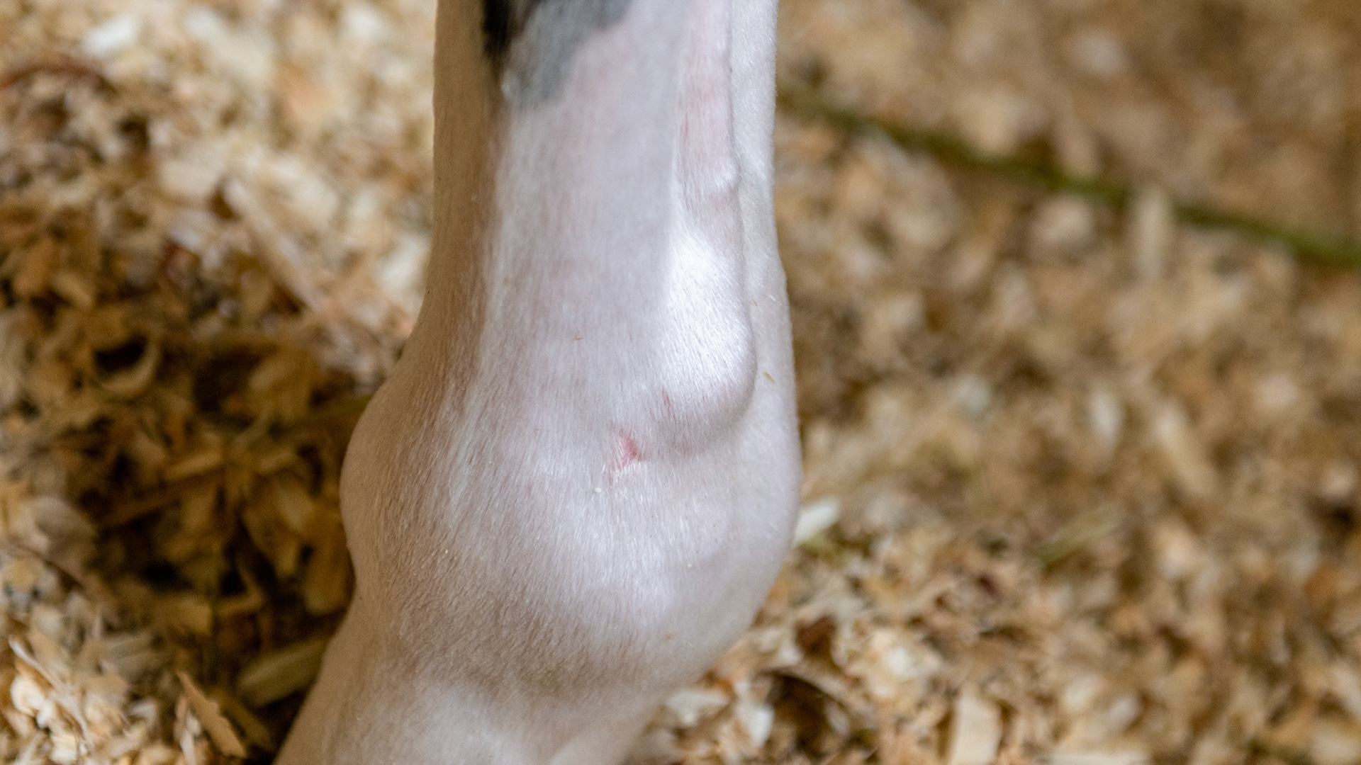 Wind puff - or distention of the fetlock joint capsule - is seen above the joint here on the lateral aspect of the left forelimb.  The excessive joint fluid is a warning sign of damage to the joint or joint capsule. The firm, fluid filling is located between the cannon bone and the suspensory ligament branch.