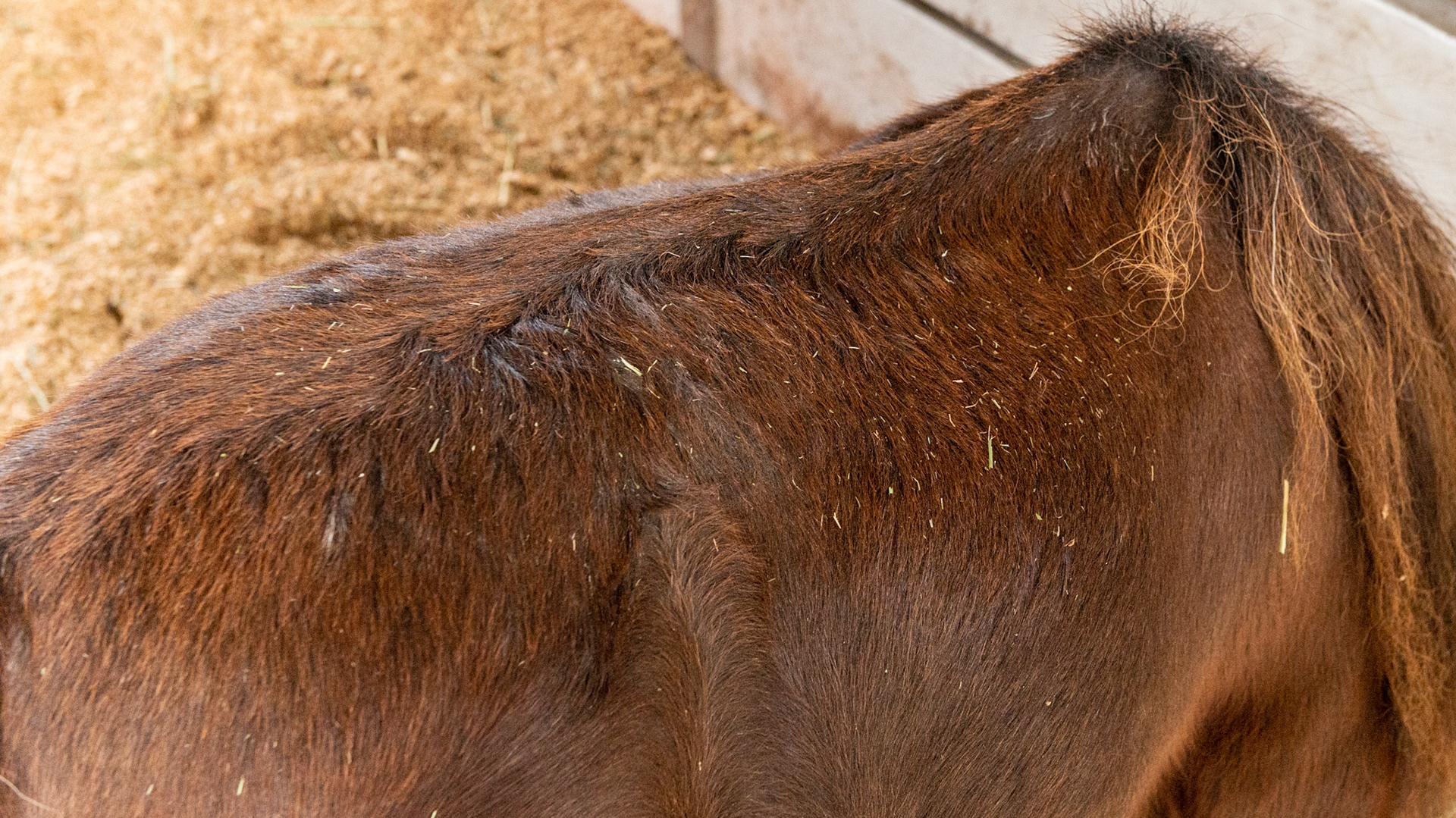 Top Line Score D = loss of musculature along the spine from the withers to the rump (croup).