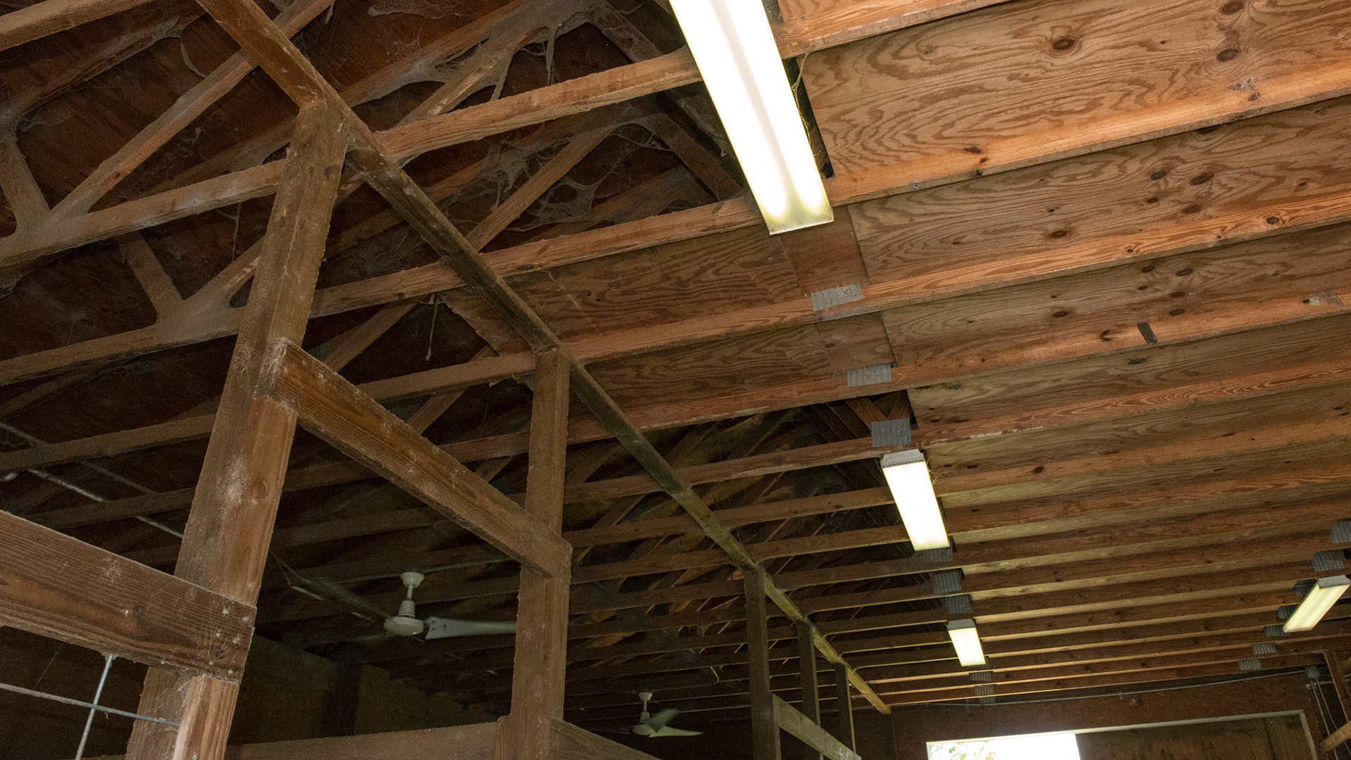 Plywood is laid across the trusses for walking on to distribute hay into the stalls below.
