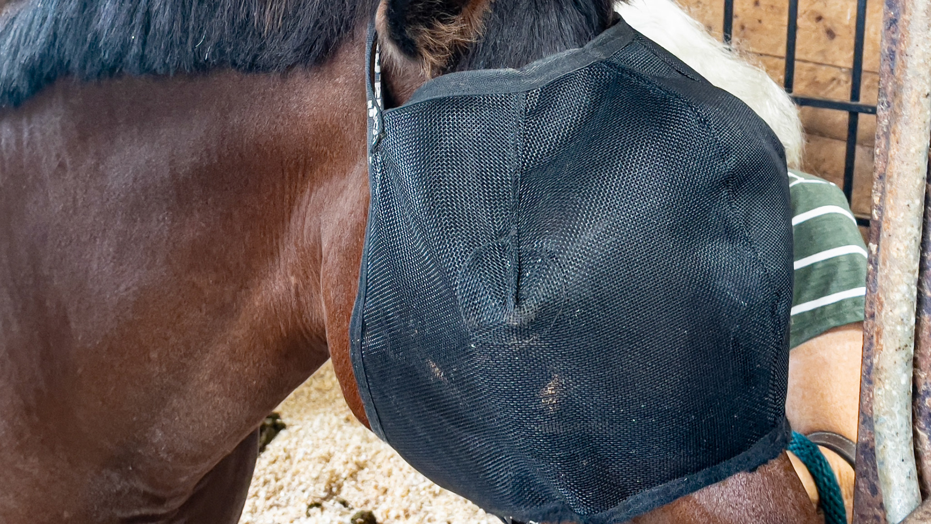 A protective visor for a horse with painful keratitis of the left eye. Note several large air holes and the durable material. The straps secure this well, and the horse feels comfortable wearing it. A fly cover is available to prevent flies from entering the holes.
