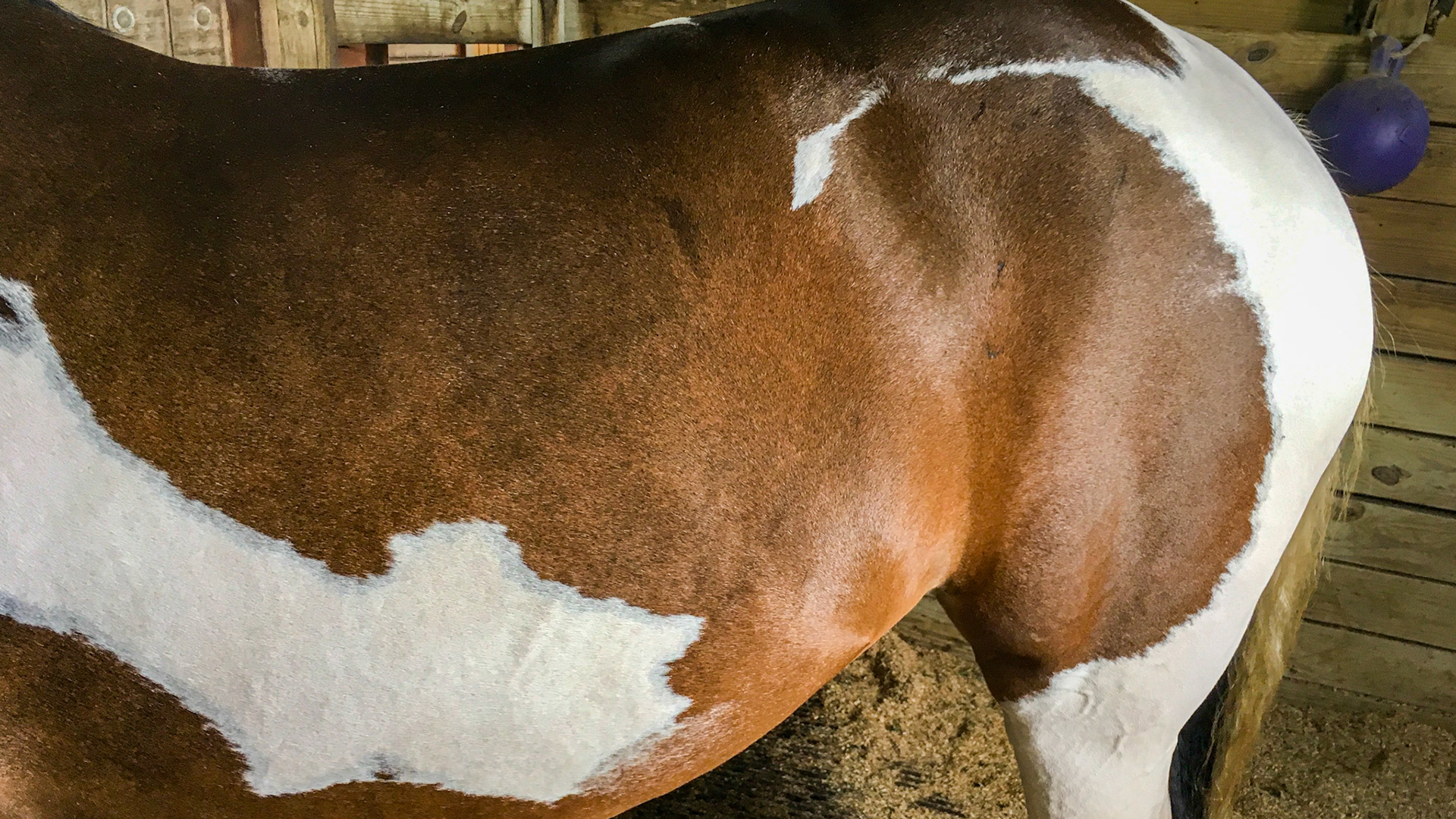 Skewbald 2 or more colors one of which is white and the others not being black.  The opposite of piebald.