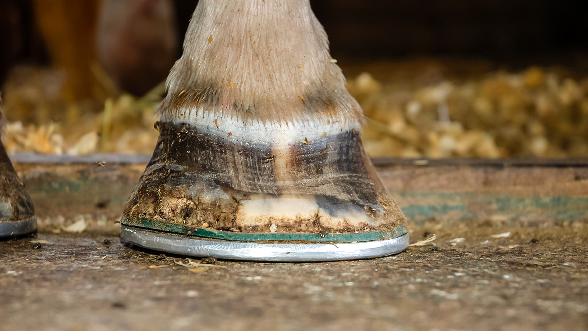 Chronic laminitis in an older Thoroughbred gelding who was never fat (a hard keeper) and also had spontaneous nosebleeds and was neurotic.  Most likely had severe colonic ulcers and was on grain to maintain his weight.  He was euthanized after years of hoof work that never removed his pain or anxiety.