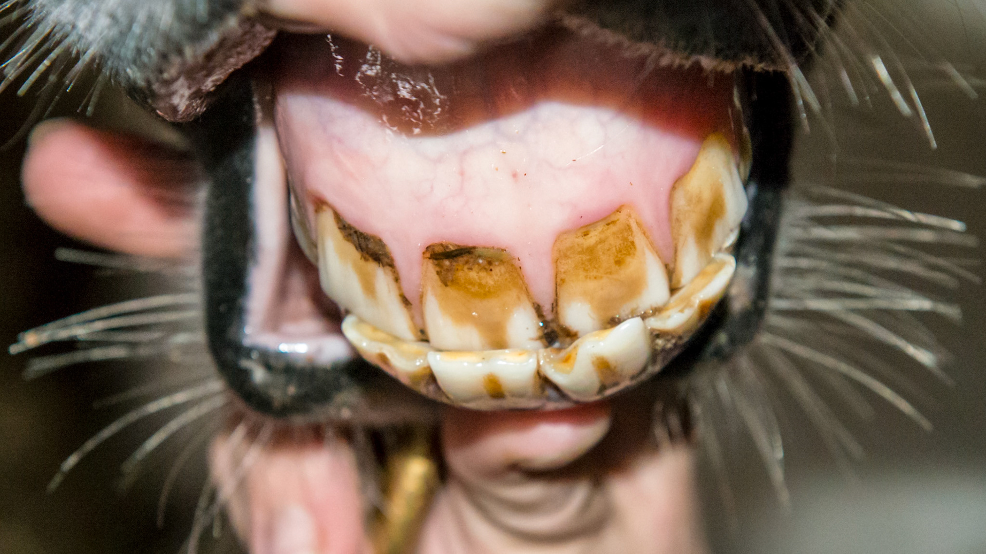Underbite in a pigmy mini.  See associated hooks on lower 6's