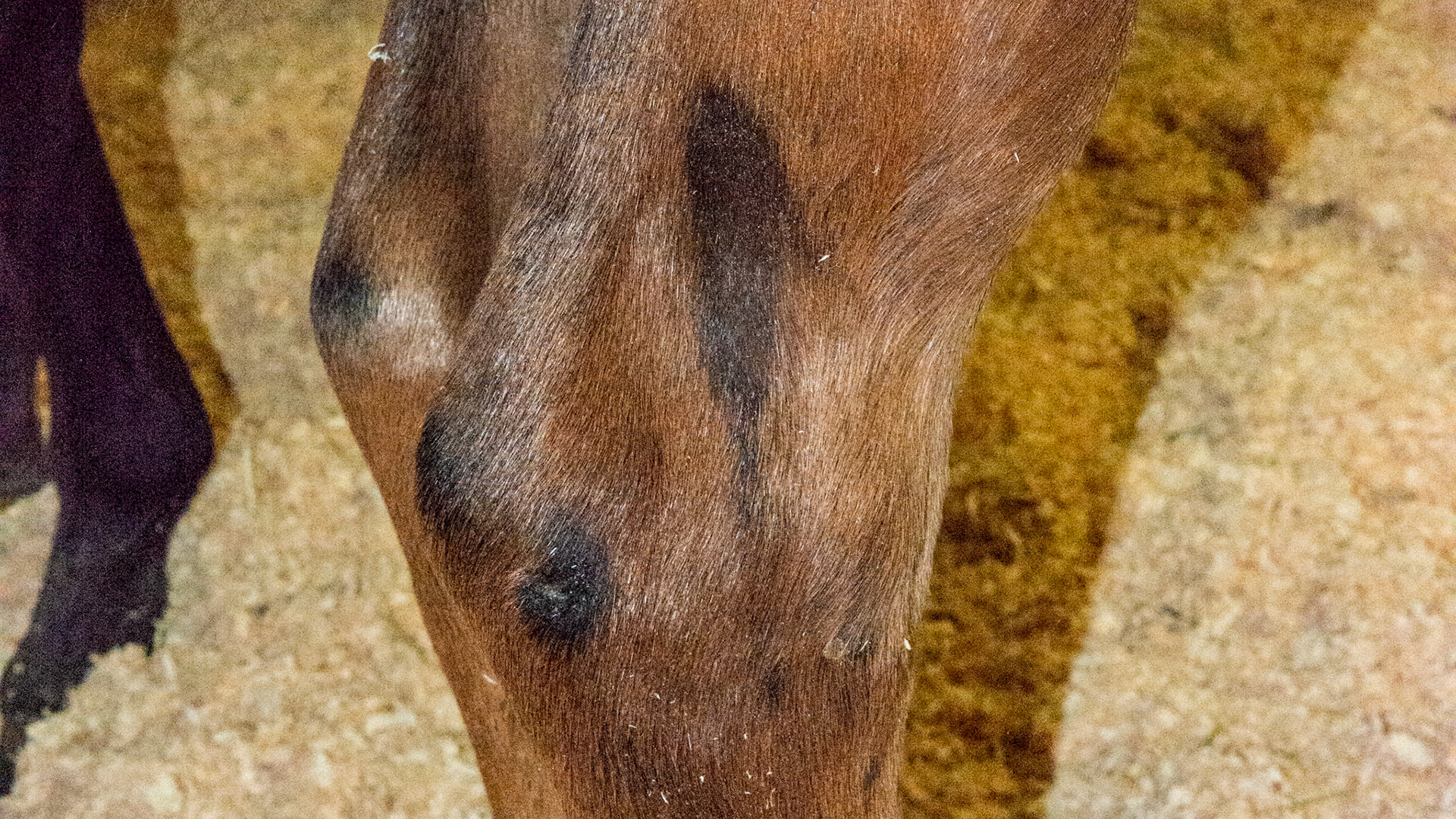 Foal hair loss in the hollow of the hock is normal. And the outside spot on the tip of the hock.  The hollow spot is actually the contact area with the floor when the foal lays down.