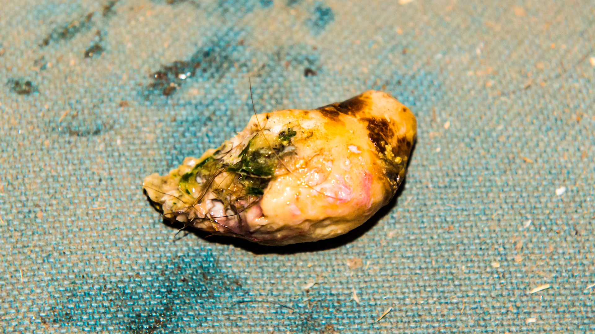 #405 EOTRH affecting only the canine in this 24 yr old warmblood mare. The lateral surface of 405